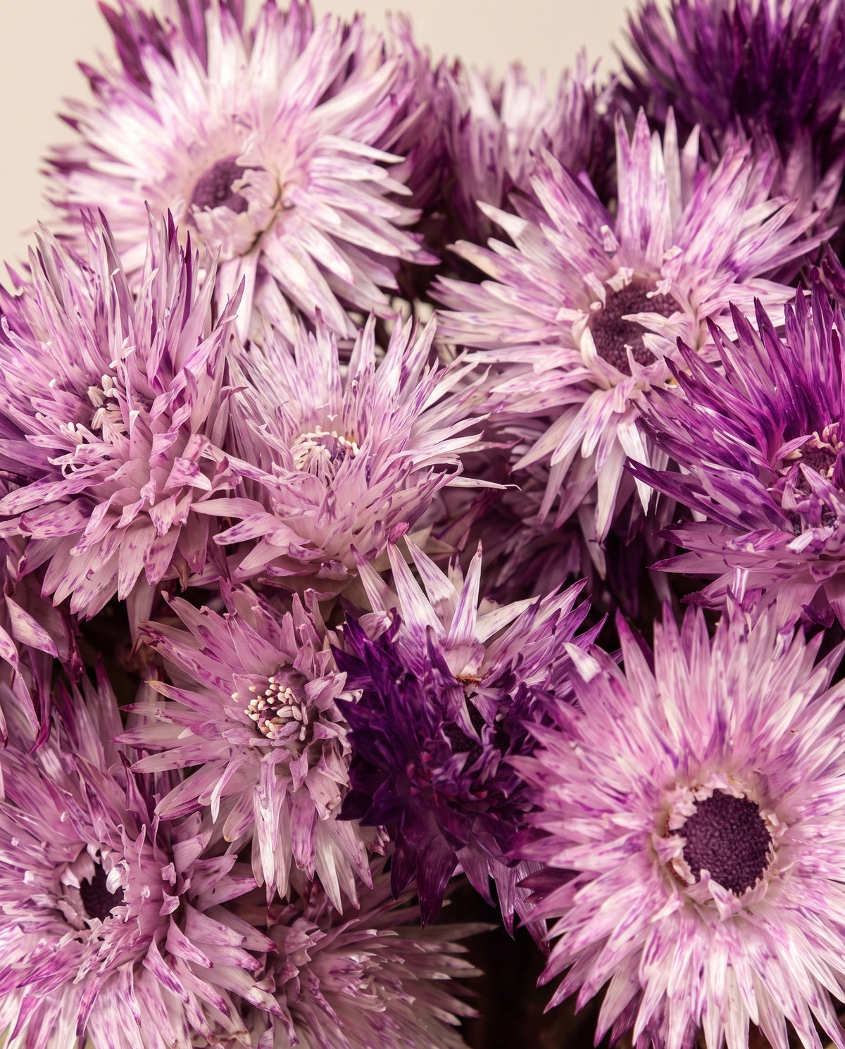 Detalle de cerca de capblumen seco lavanda.