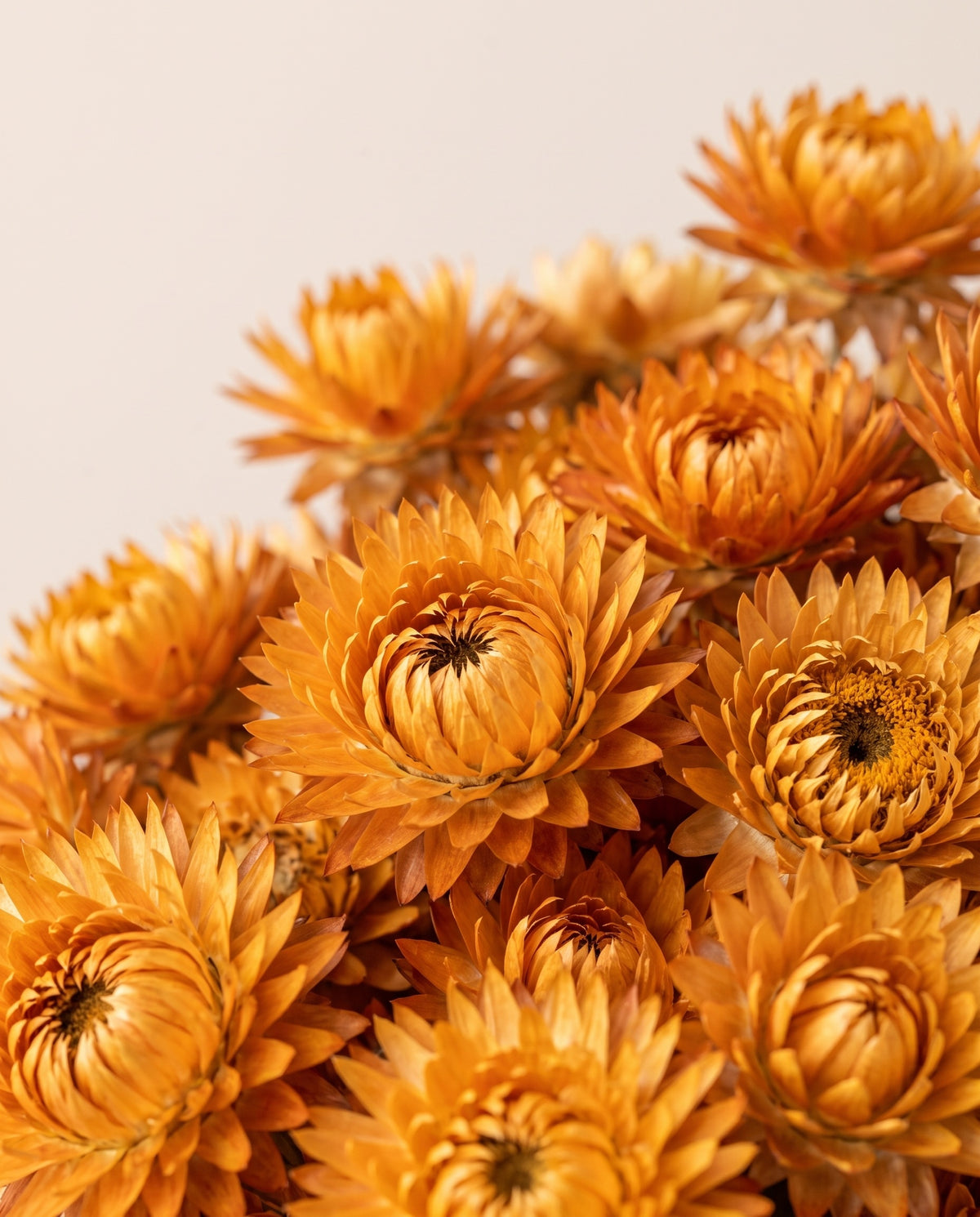 Detalle de cerca de capblumen seco naranja.