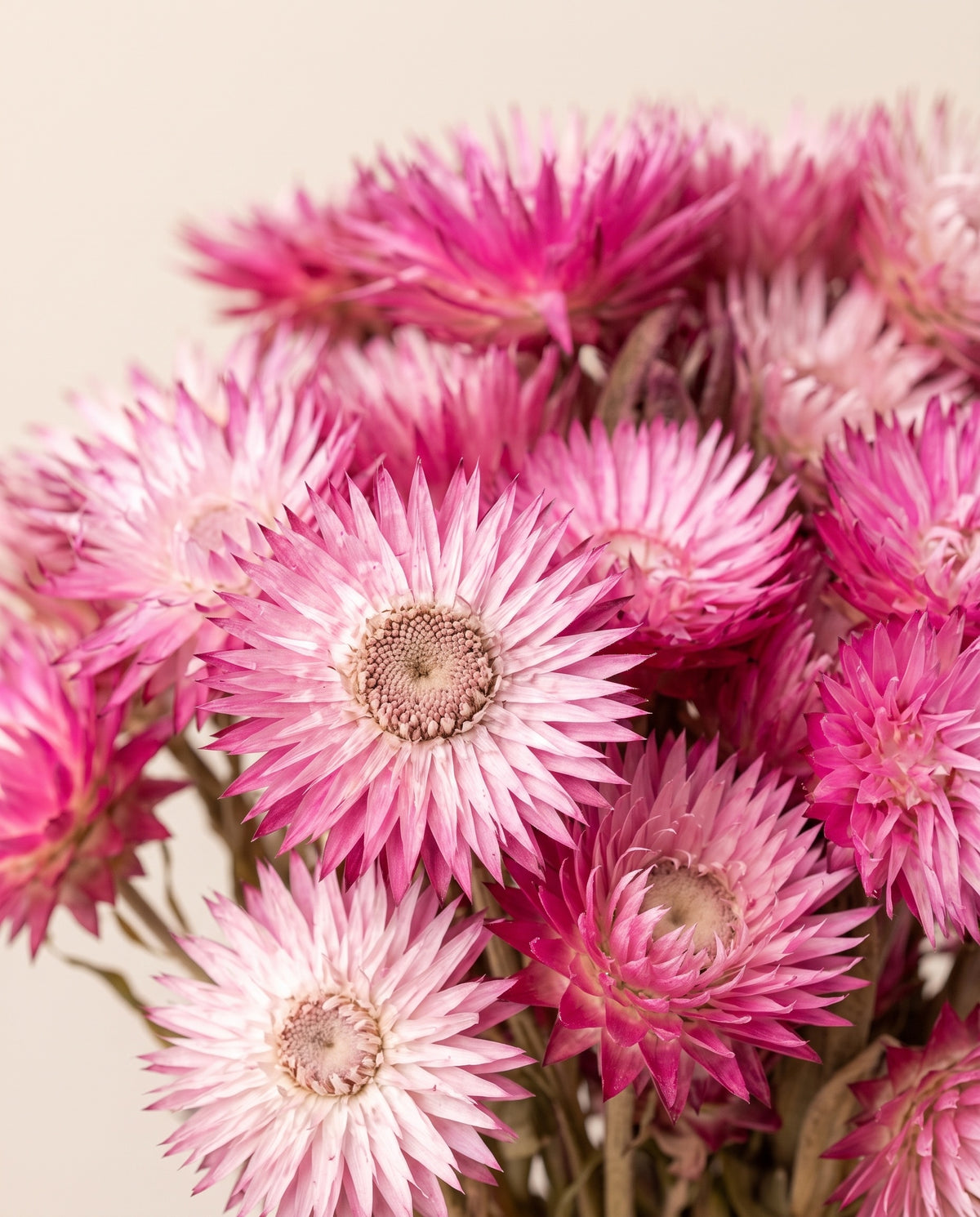 Detalle de cerca de capblumen seco rosa.