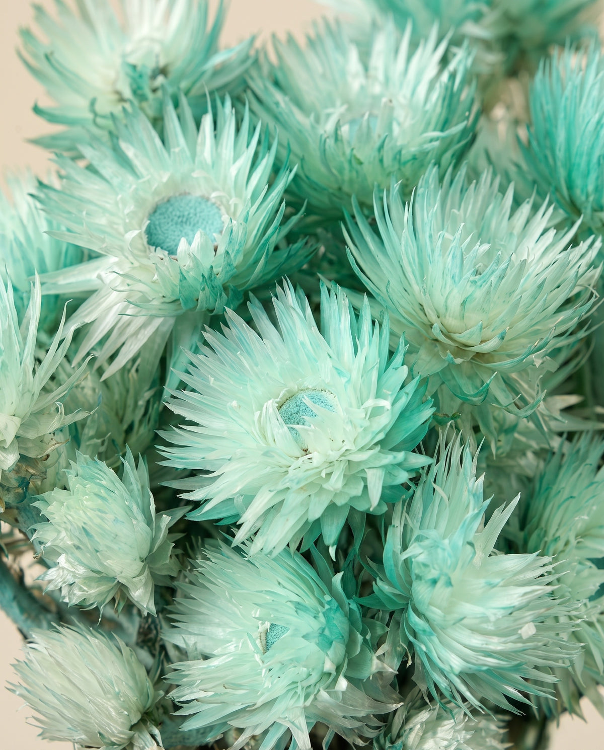 Detalle de cerca de capblumen seco turquesa.