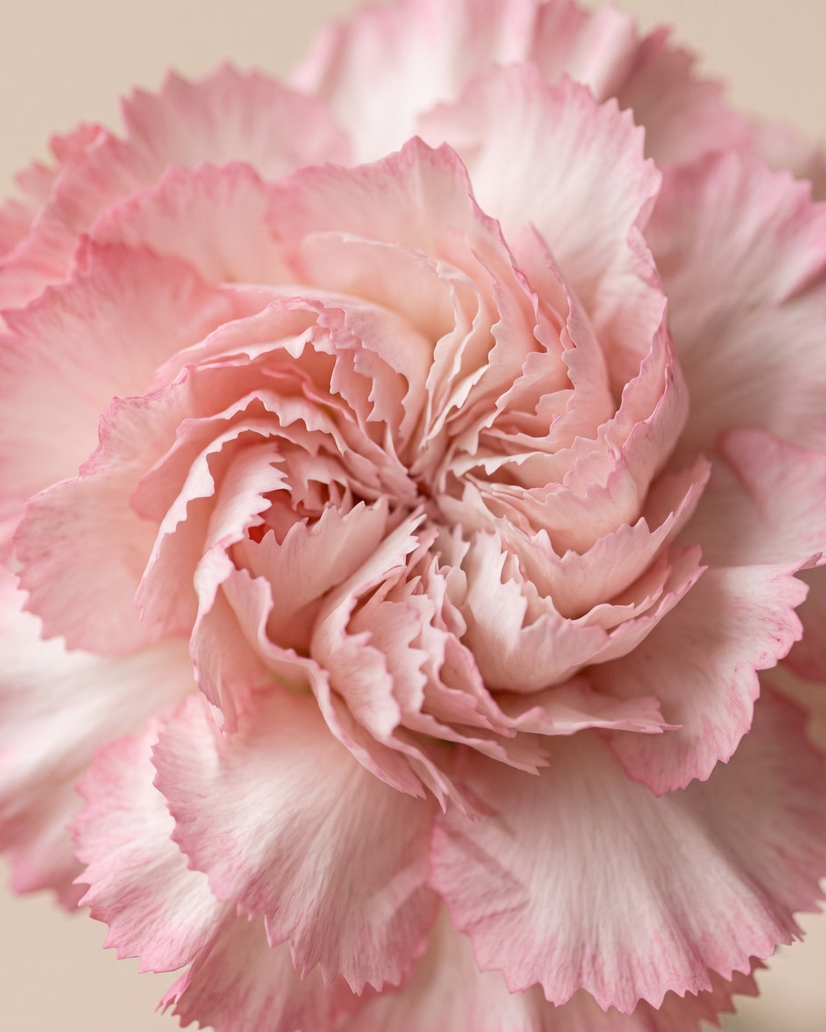 Detalle de los pétalos de un clavel preservado blanco y rosa