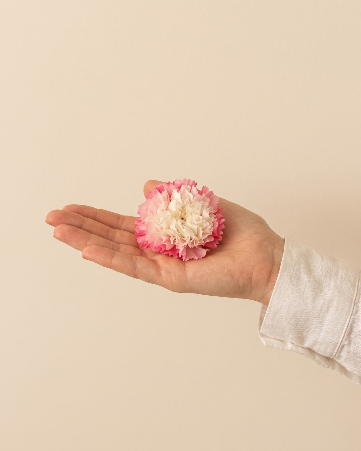 Clavel preservado blanco y rosa, una cabeza en la palma de la mano para ver su tamaño real