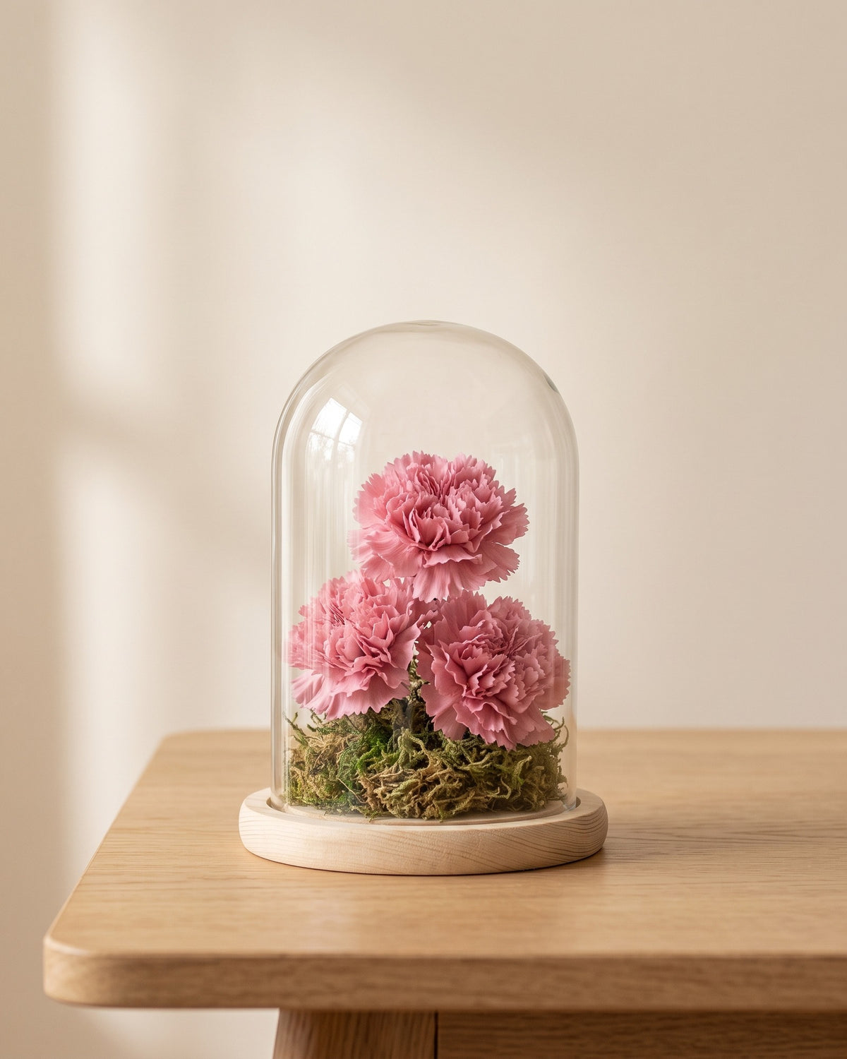 Claveles preservados rosa en una cúpula, ambientados. Cúpula no incluida.