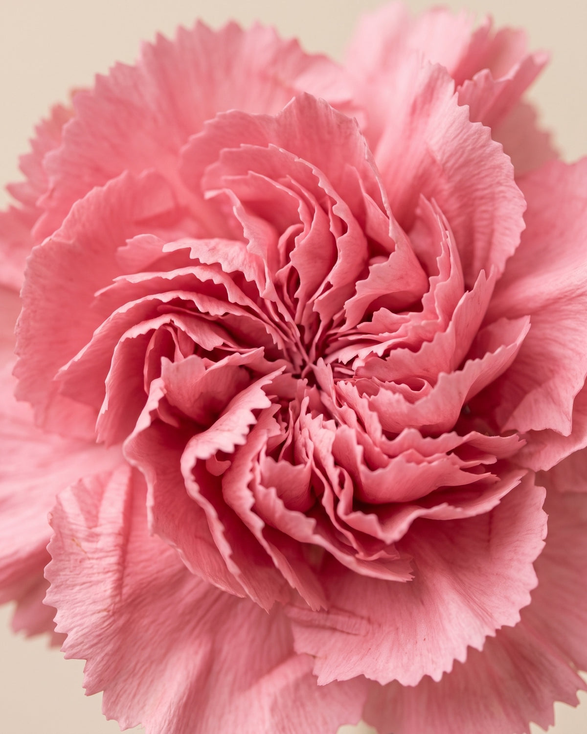 Detalle de los pétalos de un clavel preservado rosa