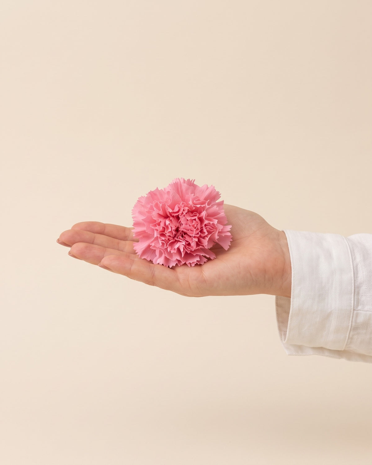 Clavel preservado rosa, una cabeza en la palma de la mano para ver su tamaño real