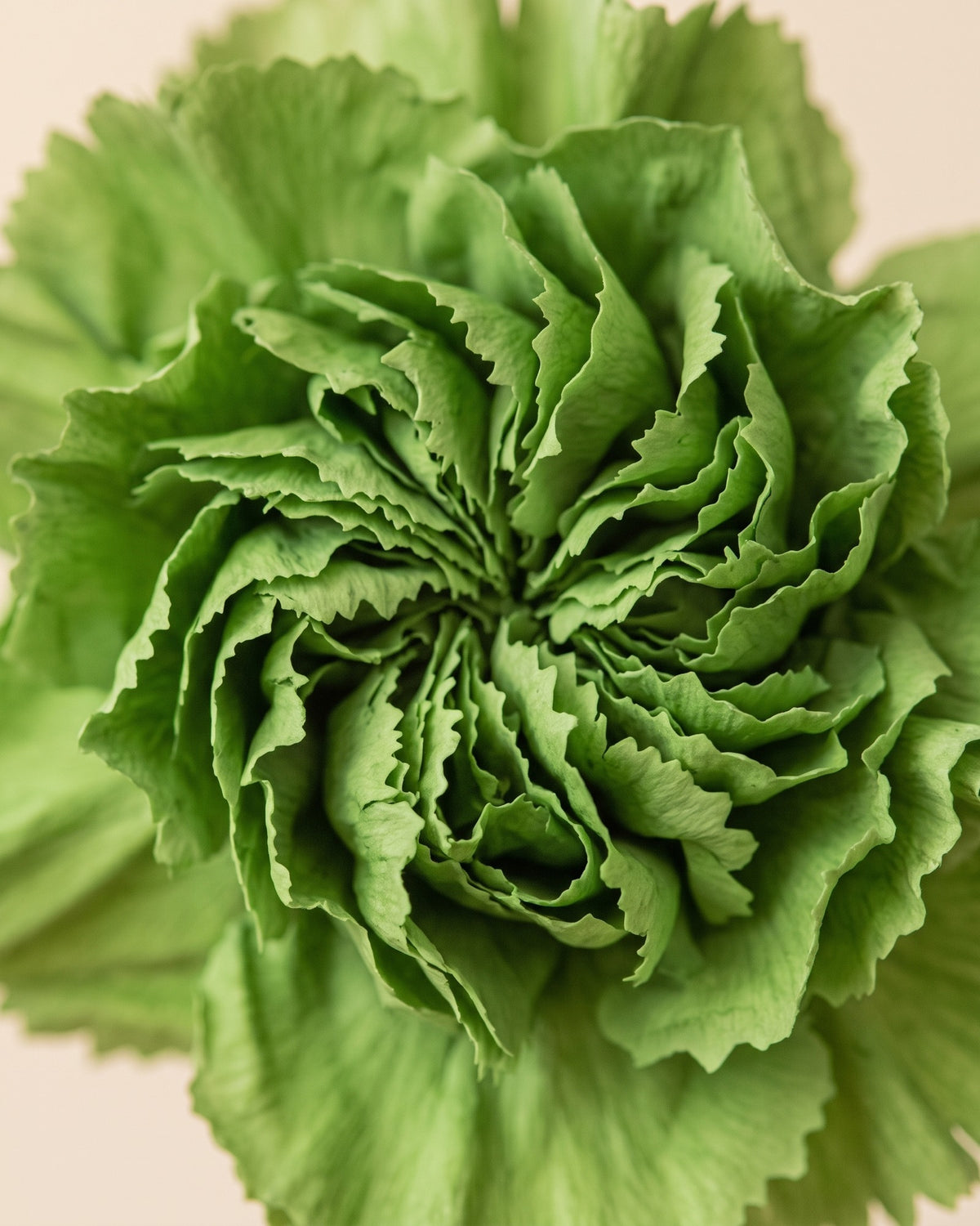 Detalle de los pétalos de un clavel preservado verde pistacho