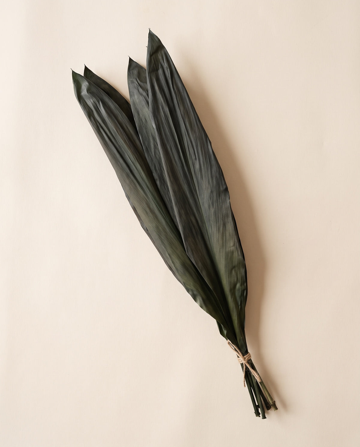 Cordyline preservada verde, mazo visto desde arriba