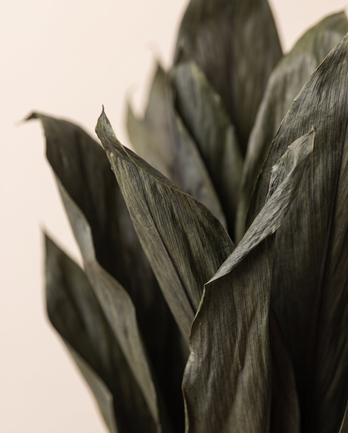 Detalle de cerca de cordyline preservada verde