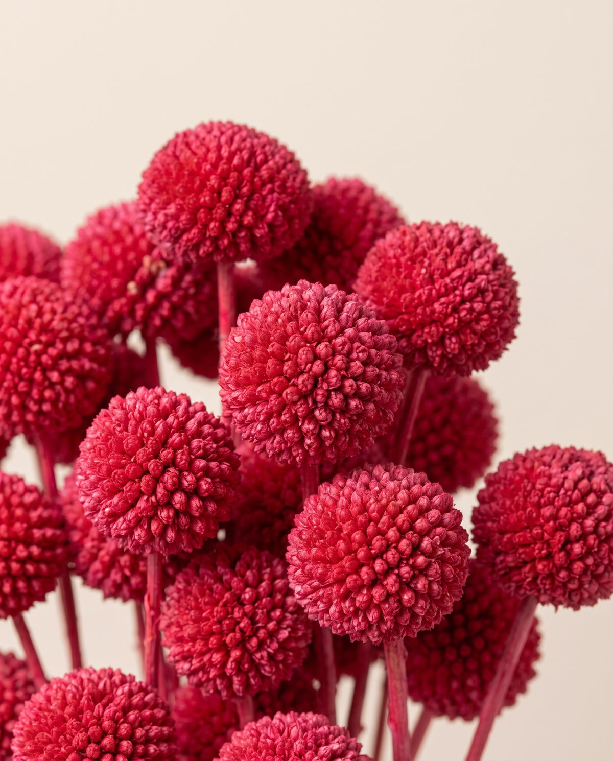 Detalle de cerca de craspedia seca fucsia.