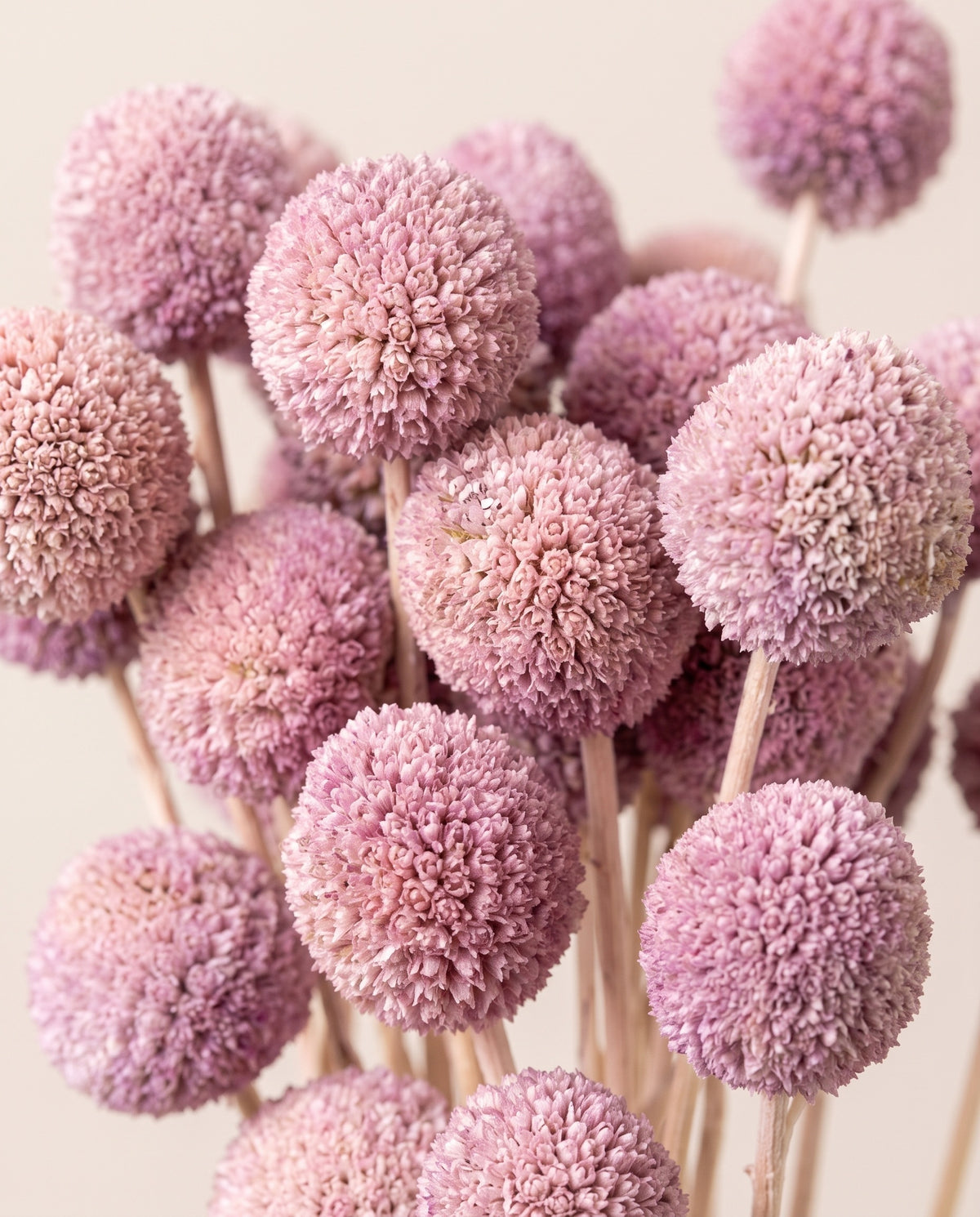 Detalle de cerca de craspedia seca lavanda.