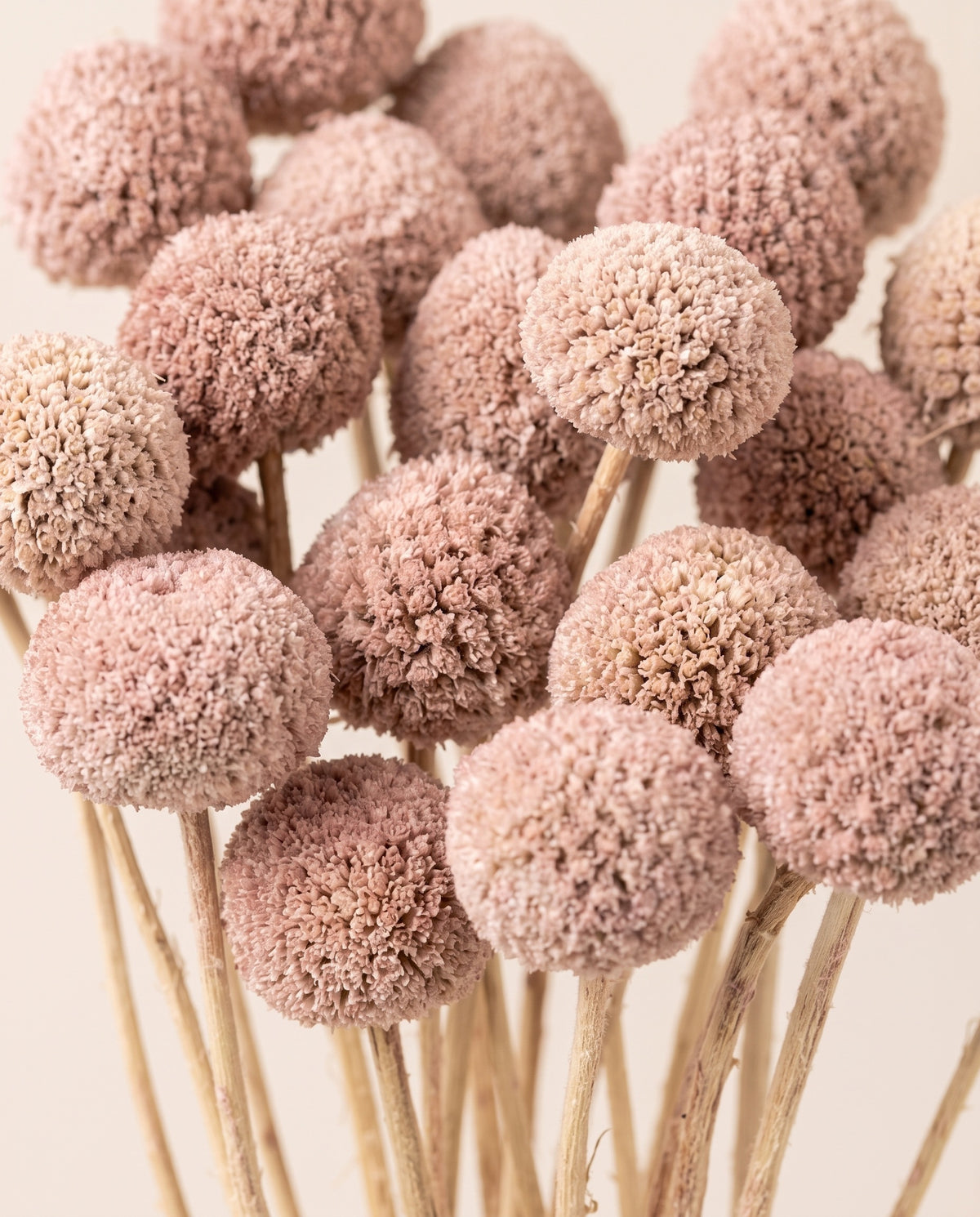 Detalle de cerca de craspedia seca rosa empolvado.