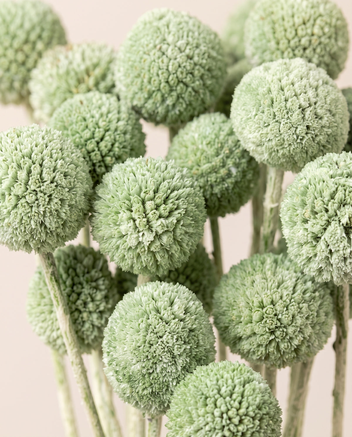 Detalle de cerca de craspedia seca verde menta.