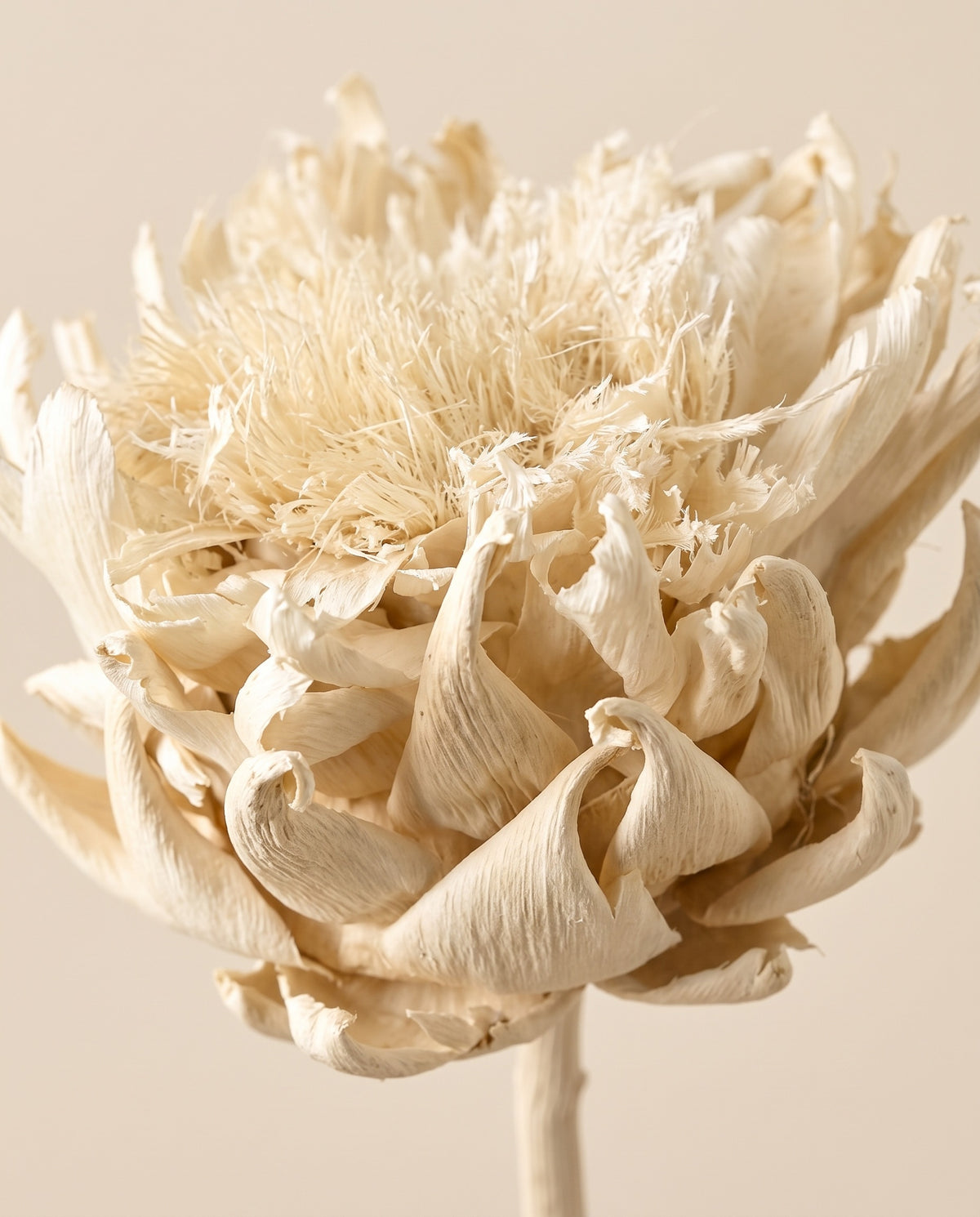 Detalle de cerca de cynara seca blanca.