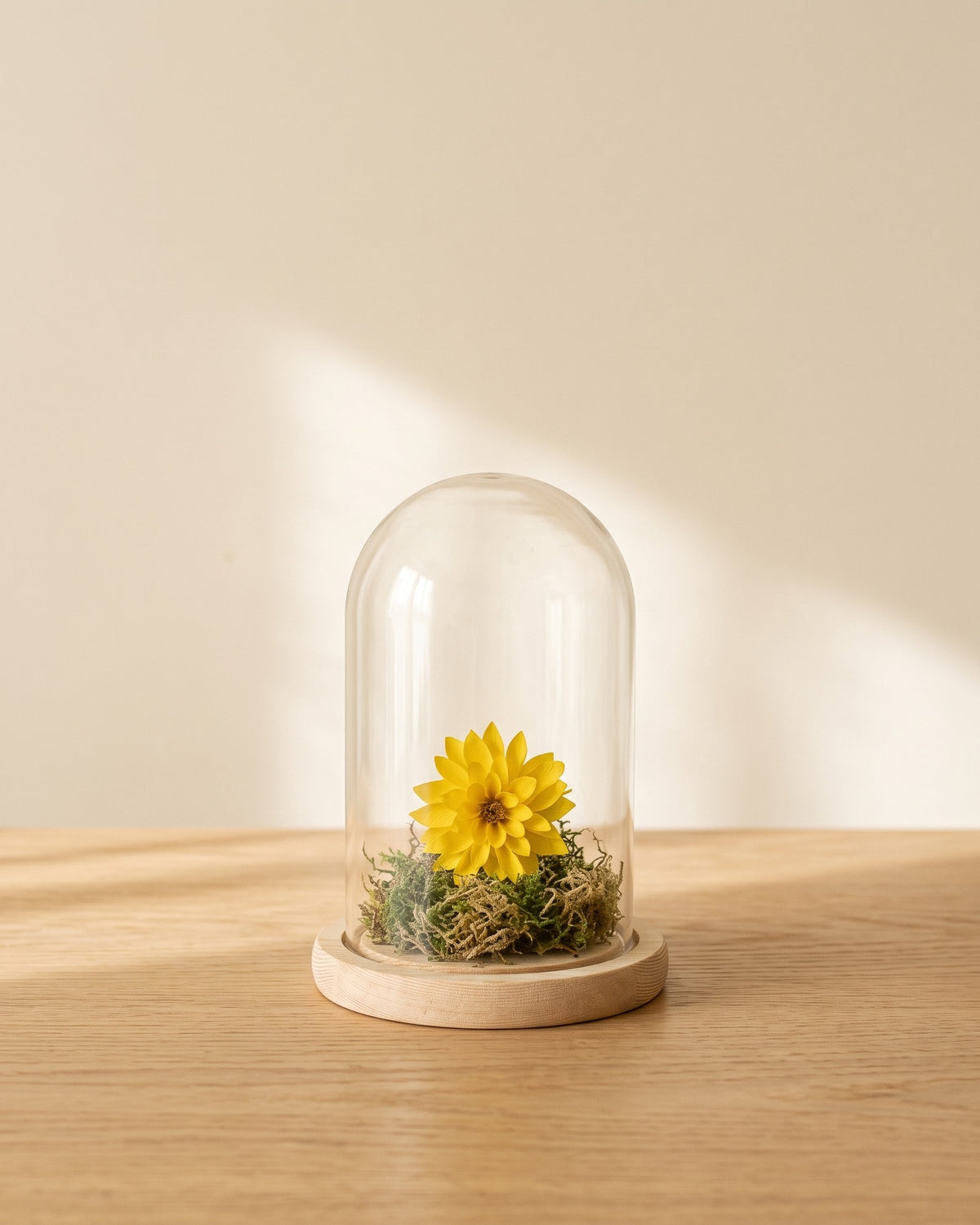 Dalia preservada amarilla en una cúpula, ambientada. Cúpula no incluida.