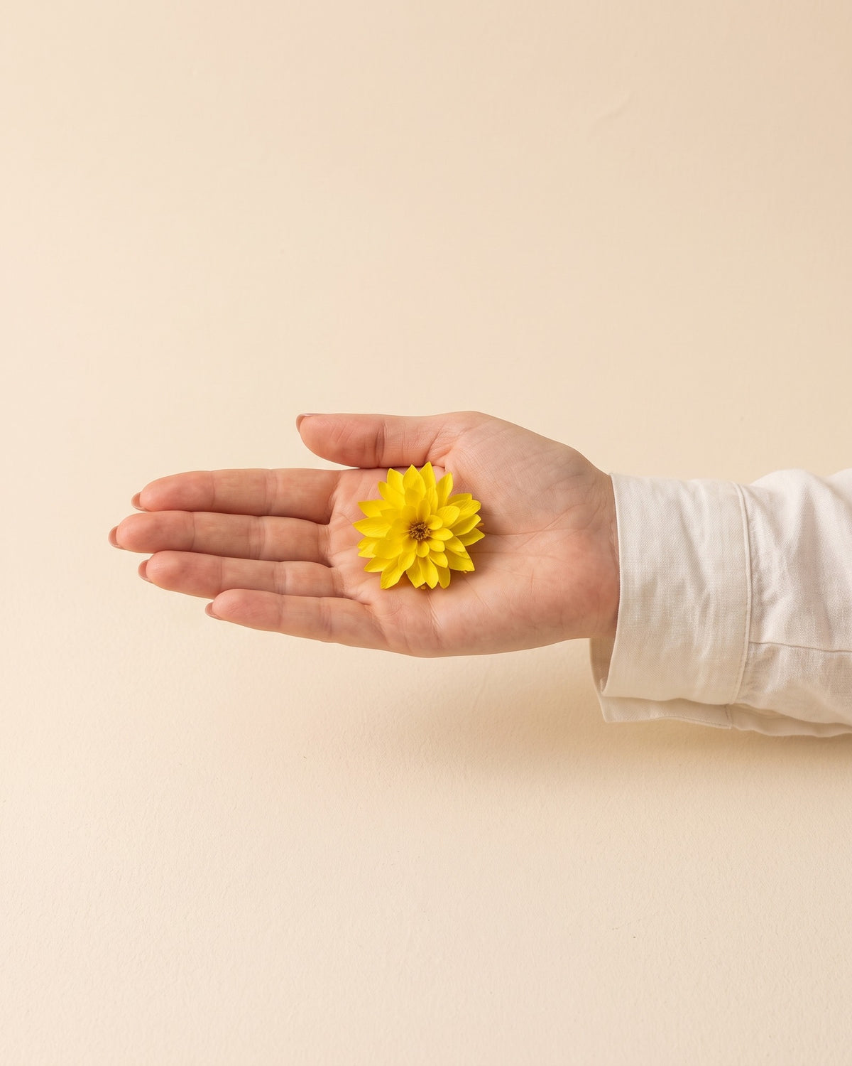 Dalia preservada amarilla, una cabeza en la palma de la mano para ver su tamaño real