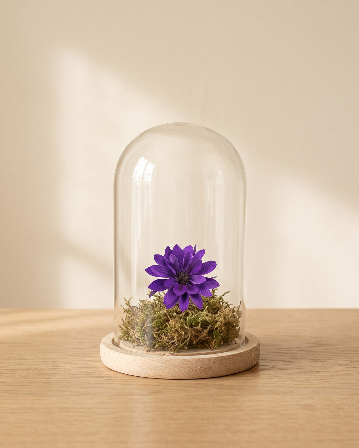 Dalia preservada lavanda en una cúpula, ambientada. Cúpula no incluida.
