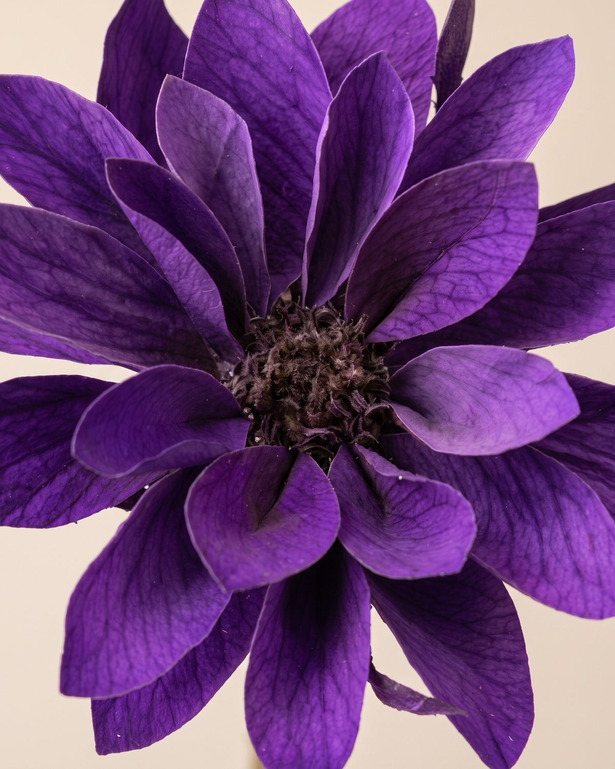 Detalle de los pétalos de una dalia preservada lavanda