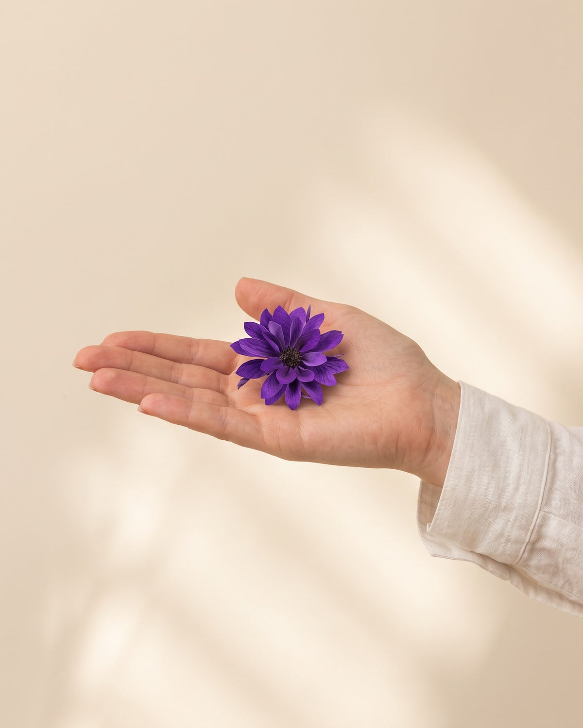 Dalia preservada lavanda, una cabeza en la palma de la mano para ver su tamaño real