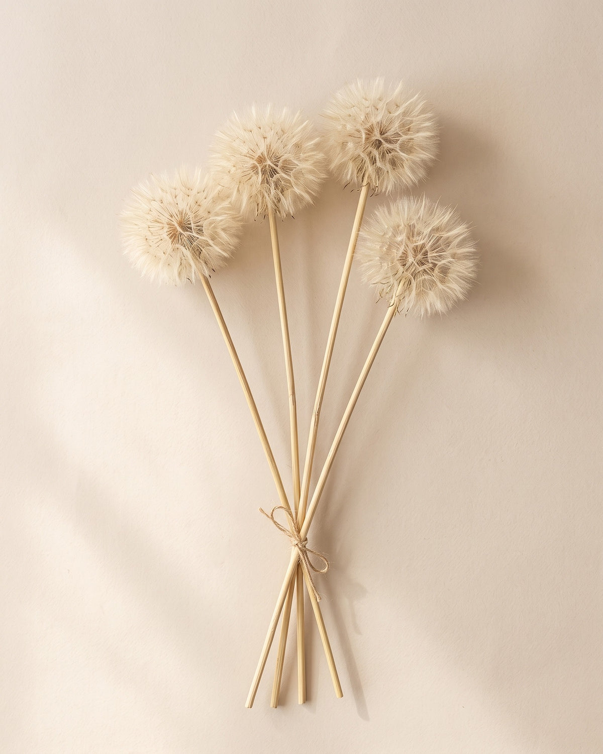Dandelion seco blanco, pack de 4 tallos visto desde arriba