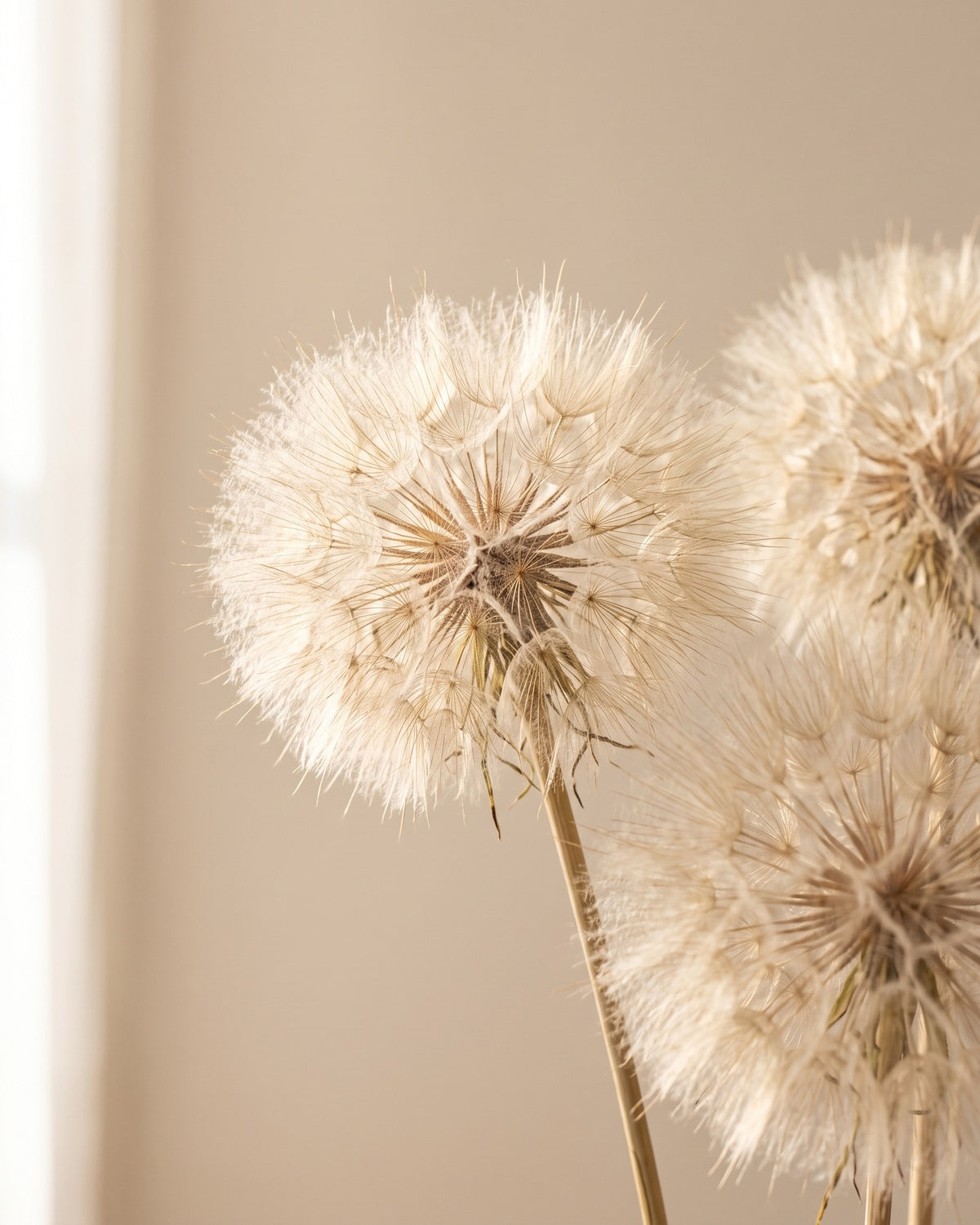 Detalle de cerca de dandelion seco blanco