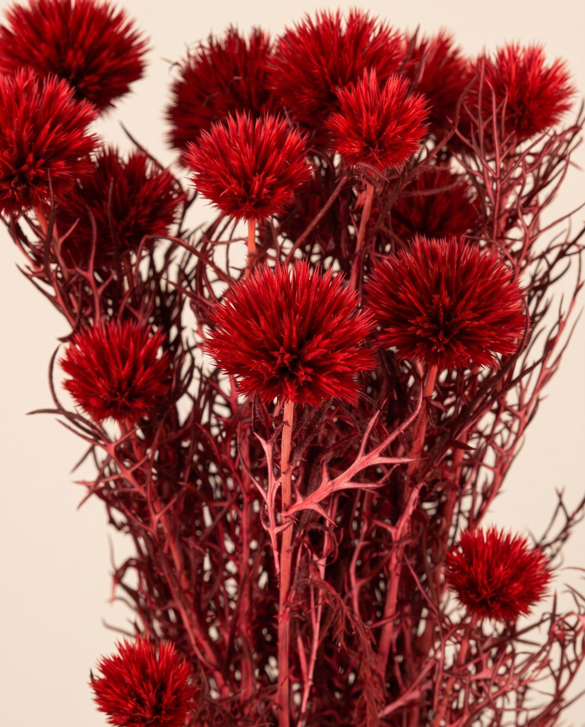 Detalle de cerca de echinops preservado rojo.