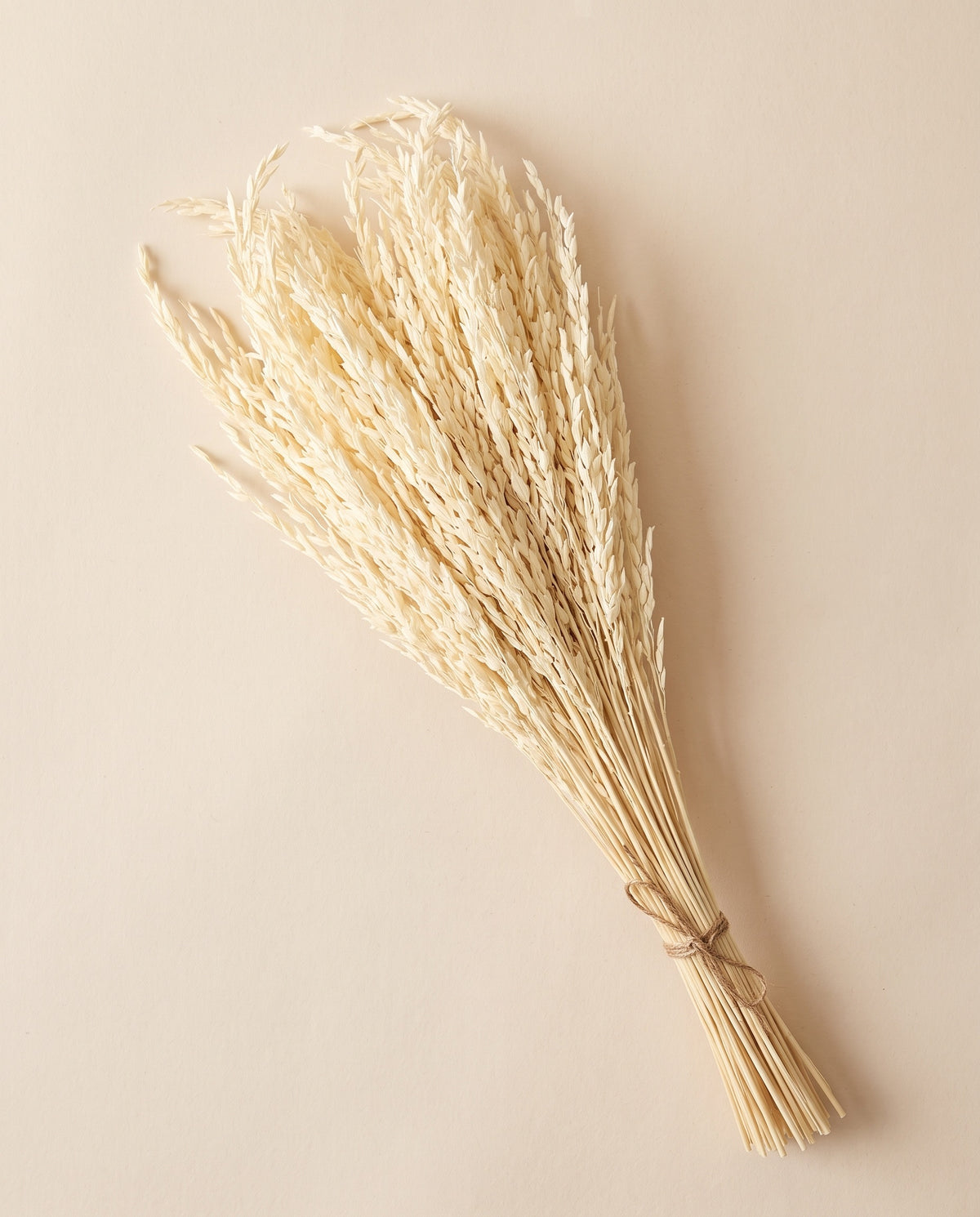 Espiga de arroz seca blanca