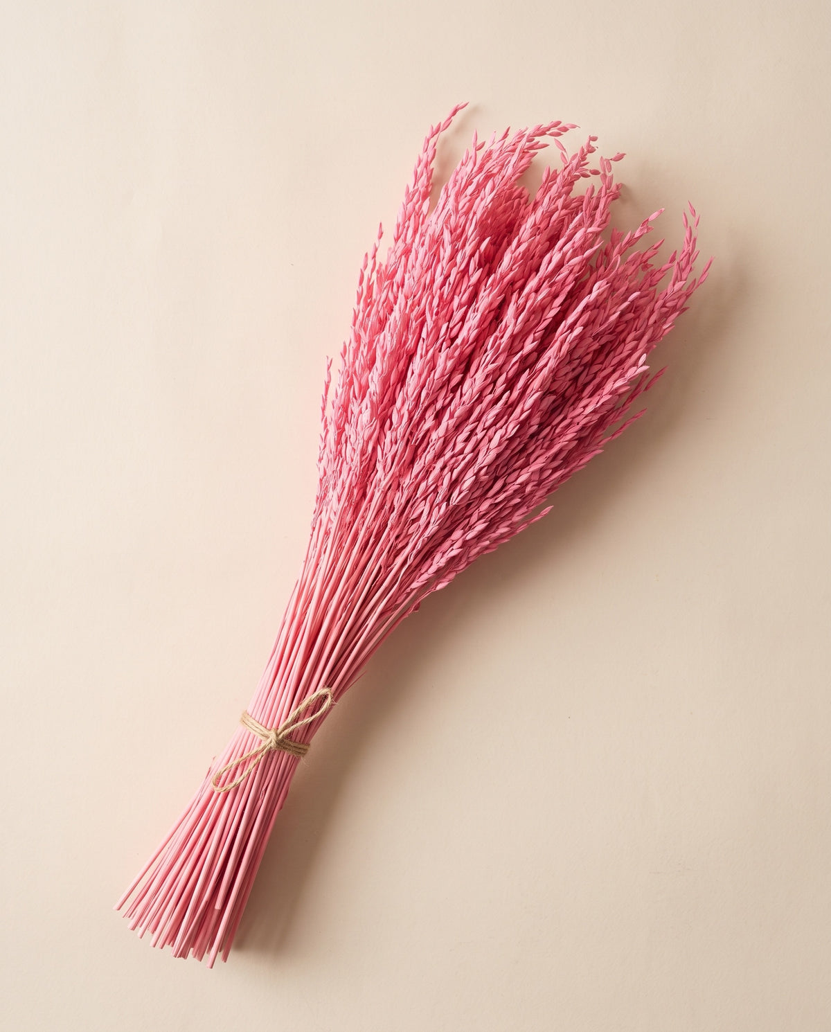 Espiga de arroz seca rosa