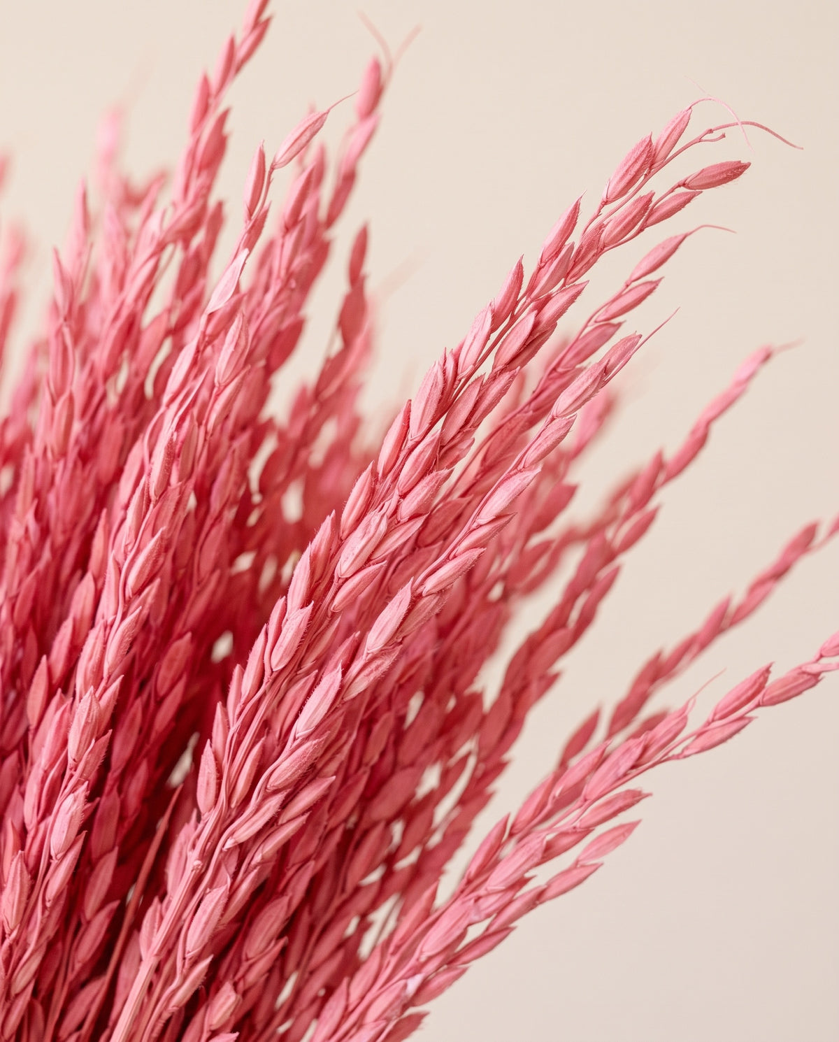Detalle de cerca de espiga de arroz seca rosa.