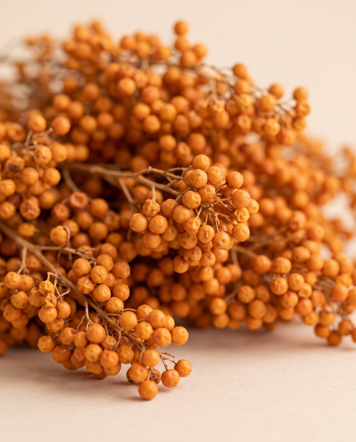 Detalle de cerca: falsa pimienta seca naranja.