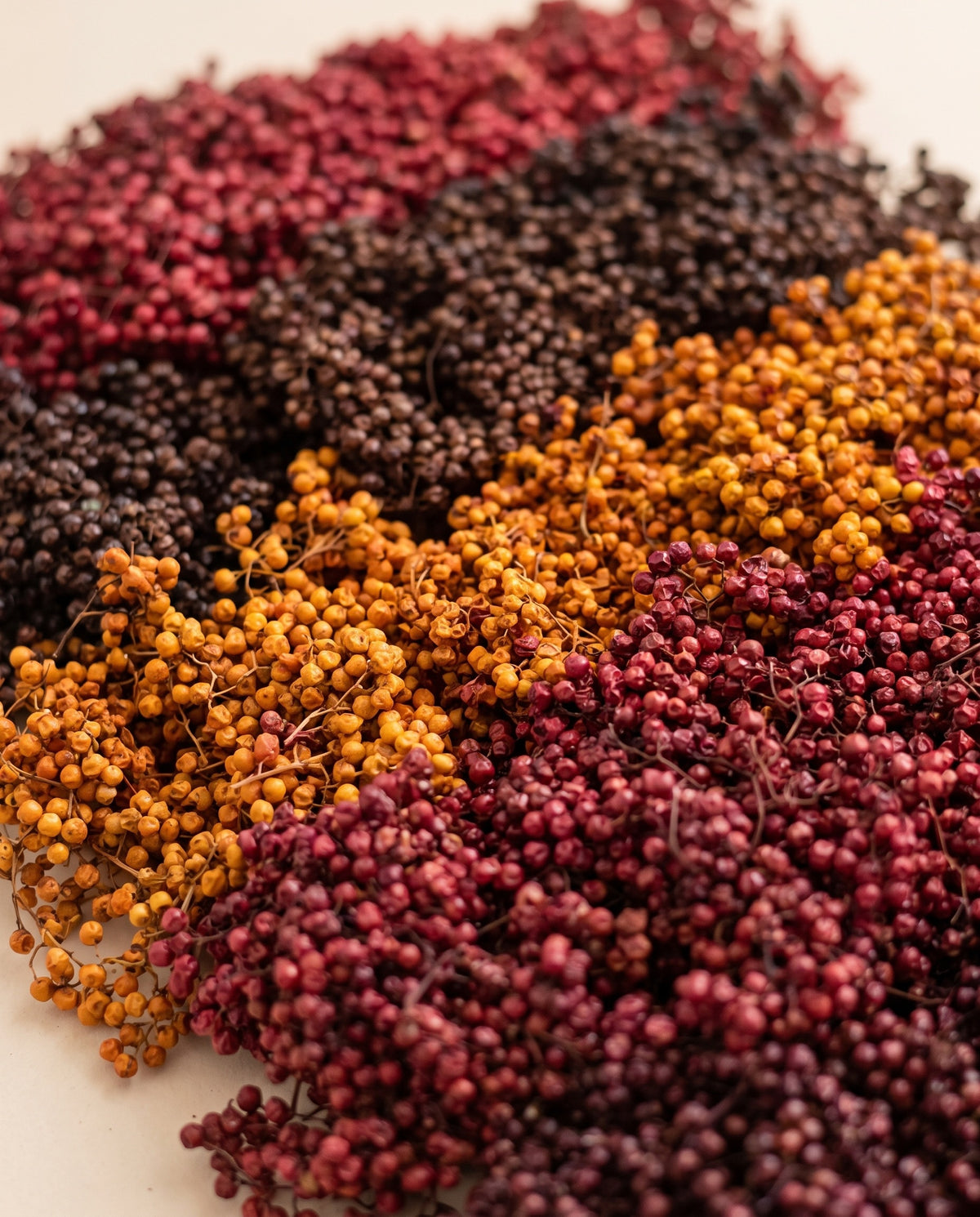 Detalle de cerca: falsa pimienta seca otoñal (rojo, burdeos y naranja).