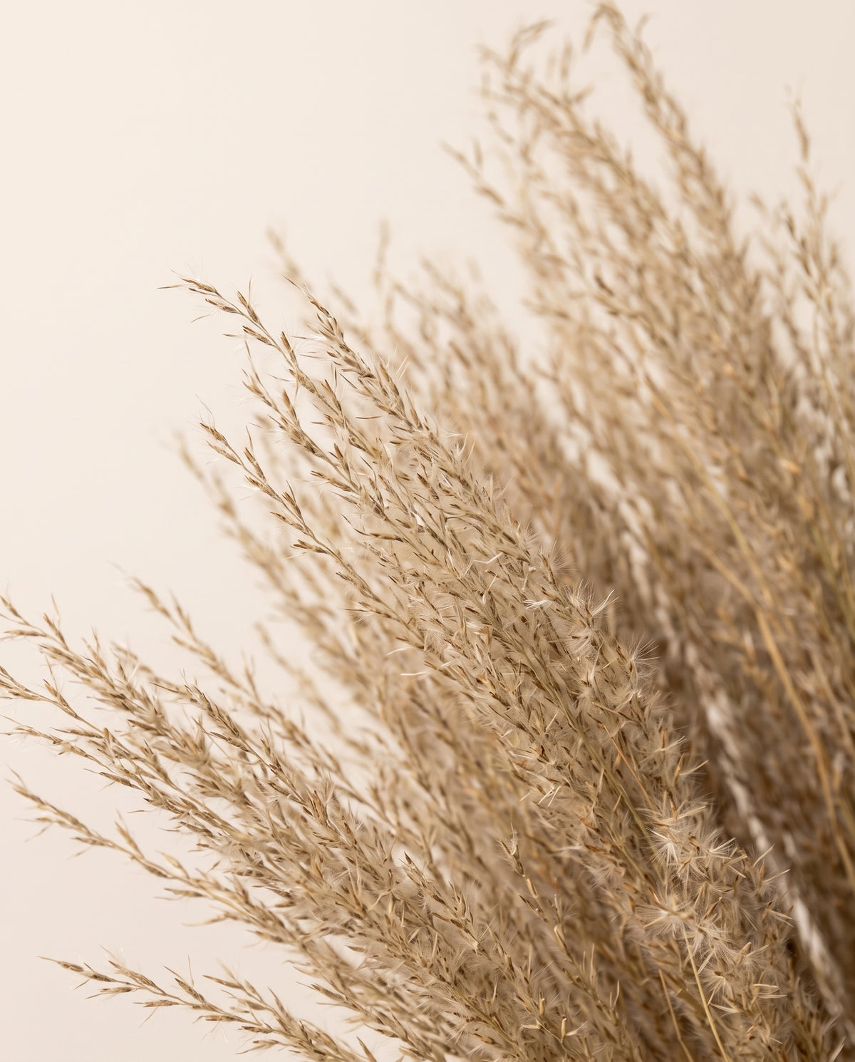Detalle de cerca de fine grass seco natural.