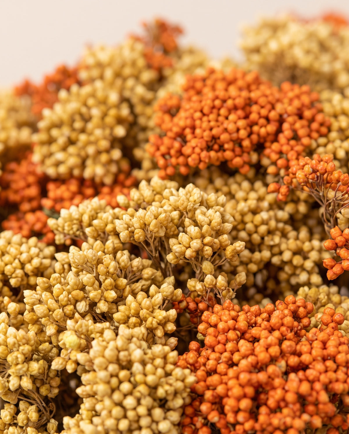 Detalle de cerca de flor de arroz preservada amarilla y naranja.