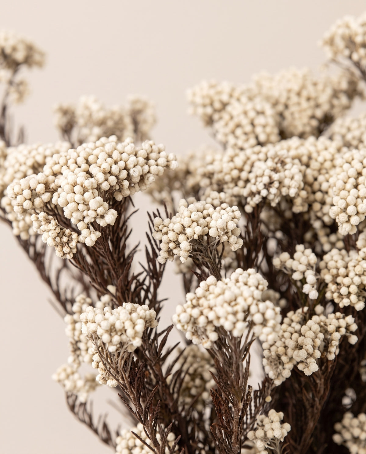 Detalle de cerca de flor de arroz preservada blanca.