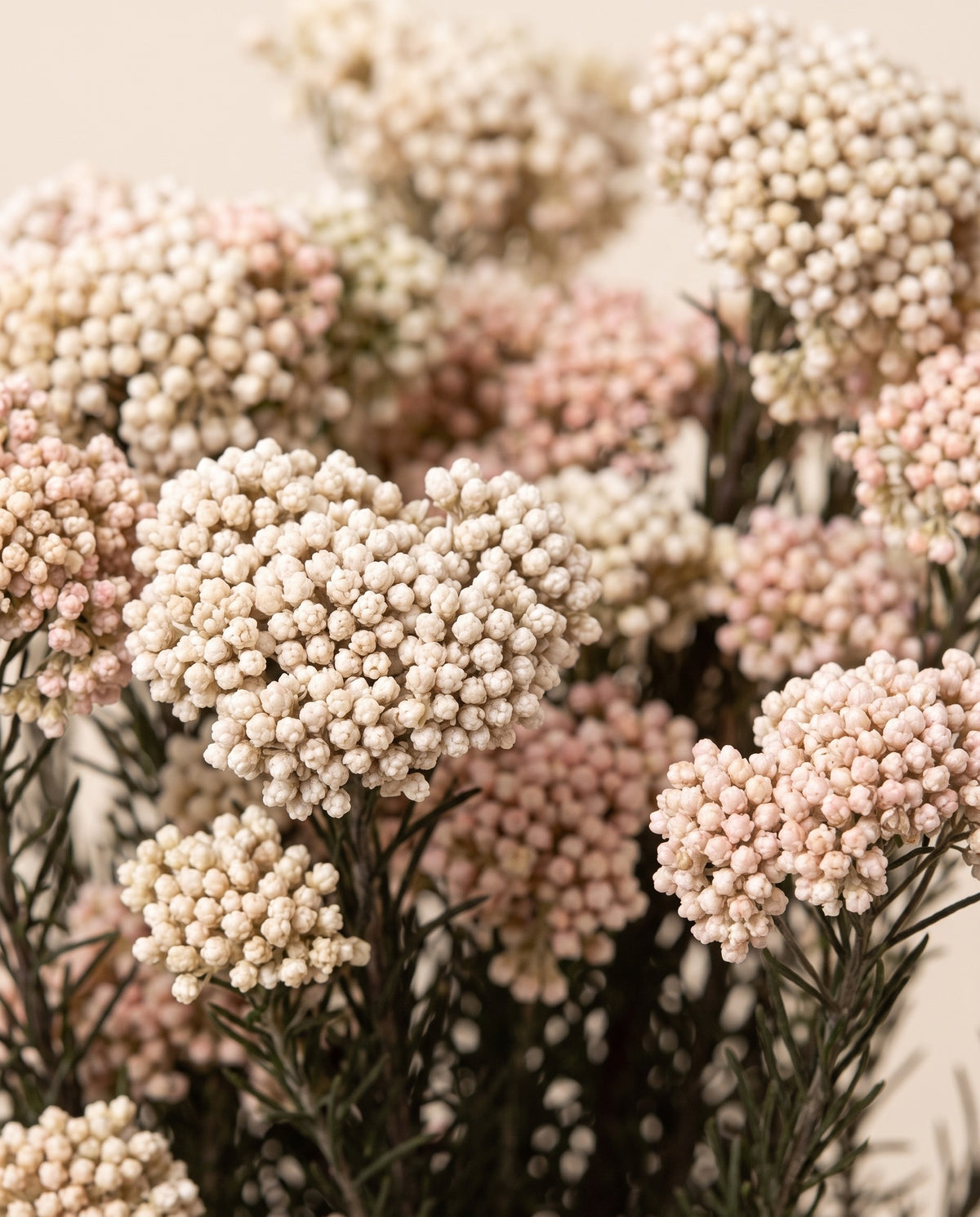 Detalle de cerca de flor de arroz preservada blanca y rosa.