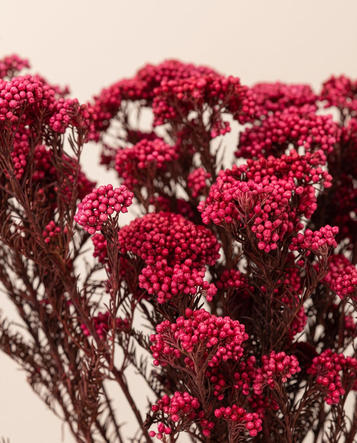 Detalle de cerca de flor de arroz preservada fucsia.