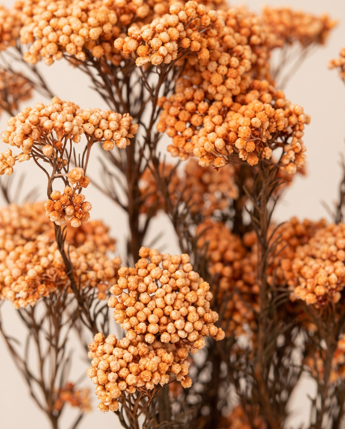 Detalle de cerca de flor de arroz preservada naranja claro.