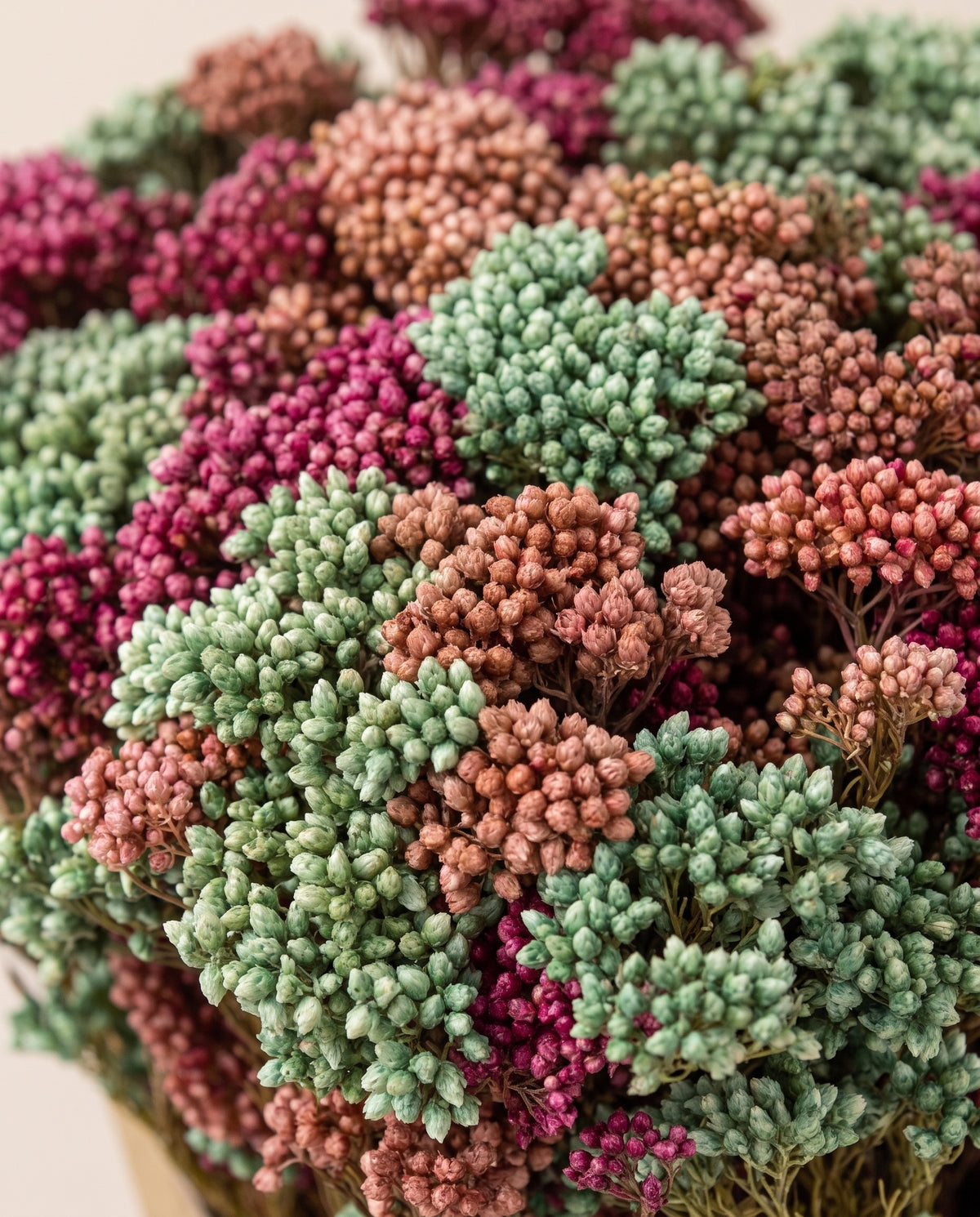 Detalhe de perto de flor-de-arroz preservada rosa-claro.