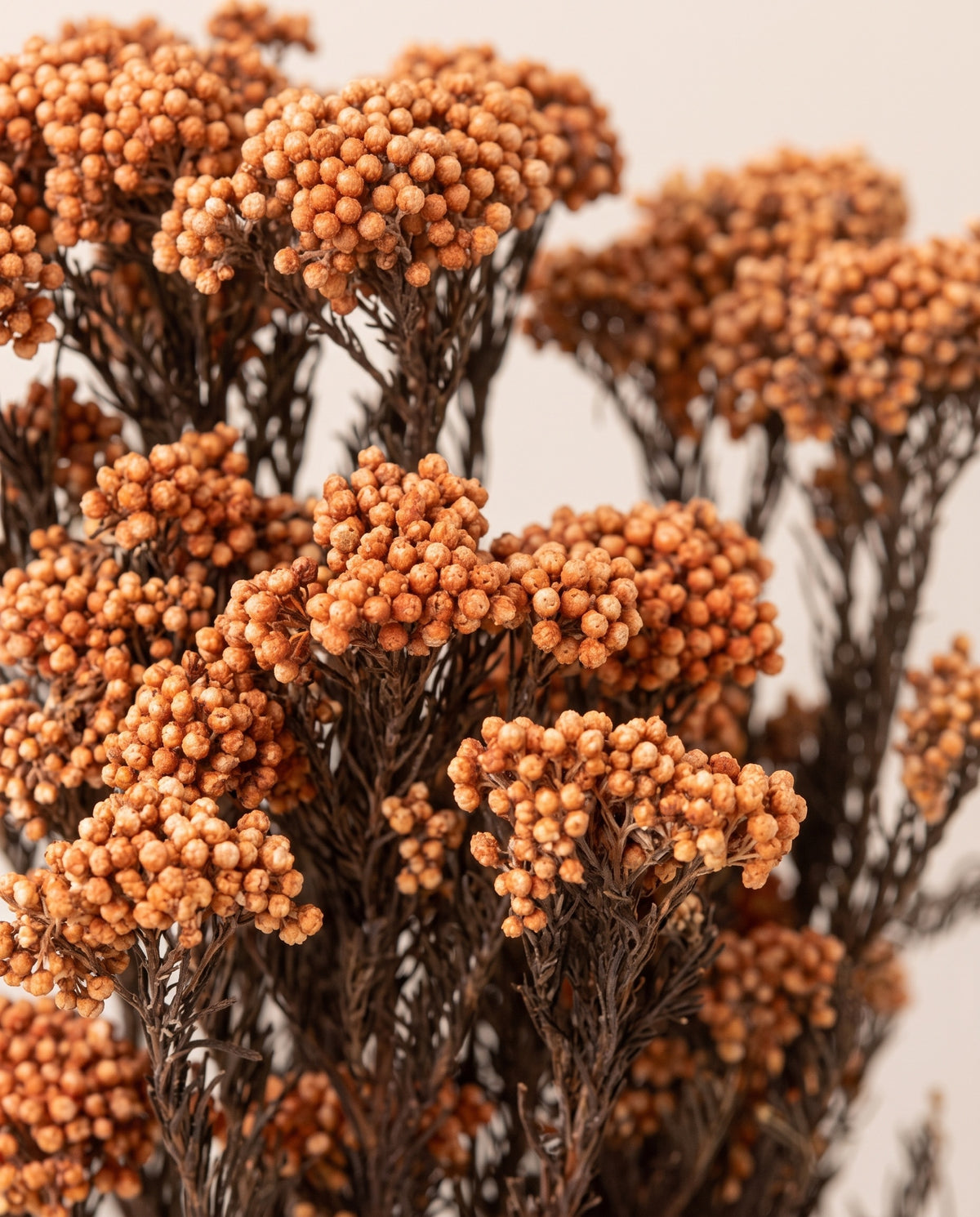 Detalle de cerca de flor de arroz preservada salmón.