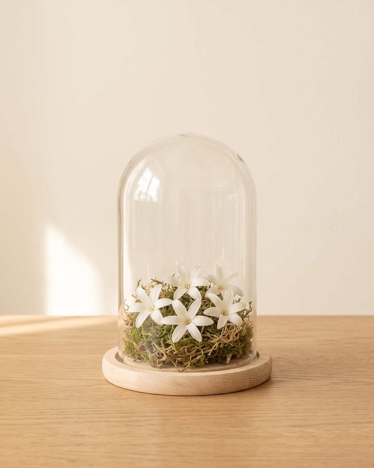 Flores de nardo preservadas blancas en una cúpula, ambientadas. Cúpula no incluida.