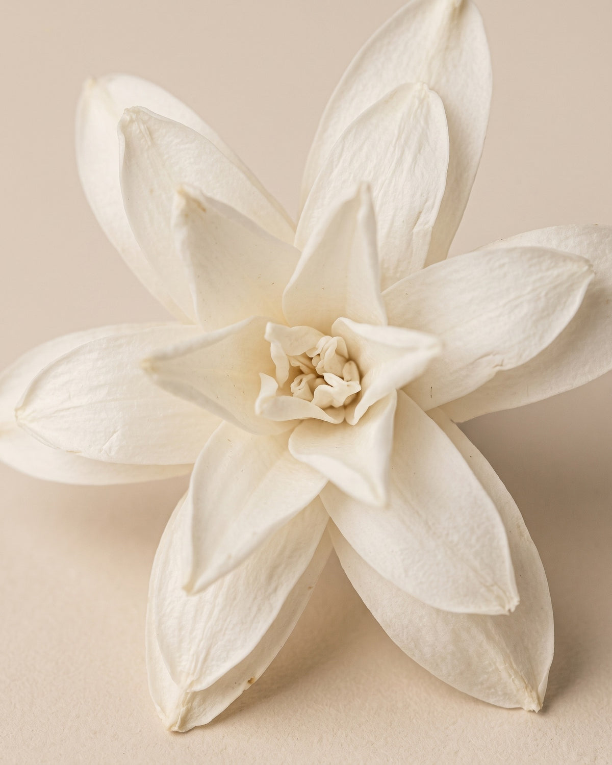 Detalle de los pétalos de una flor de nardo preservada blanca