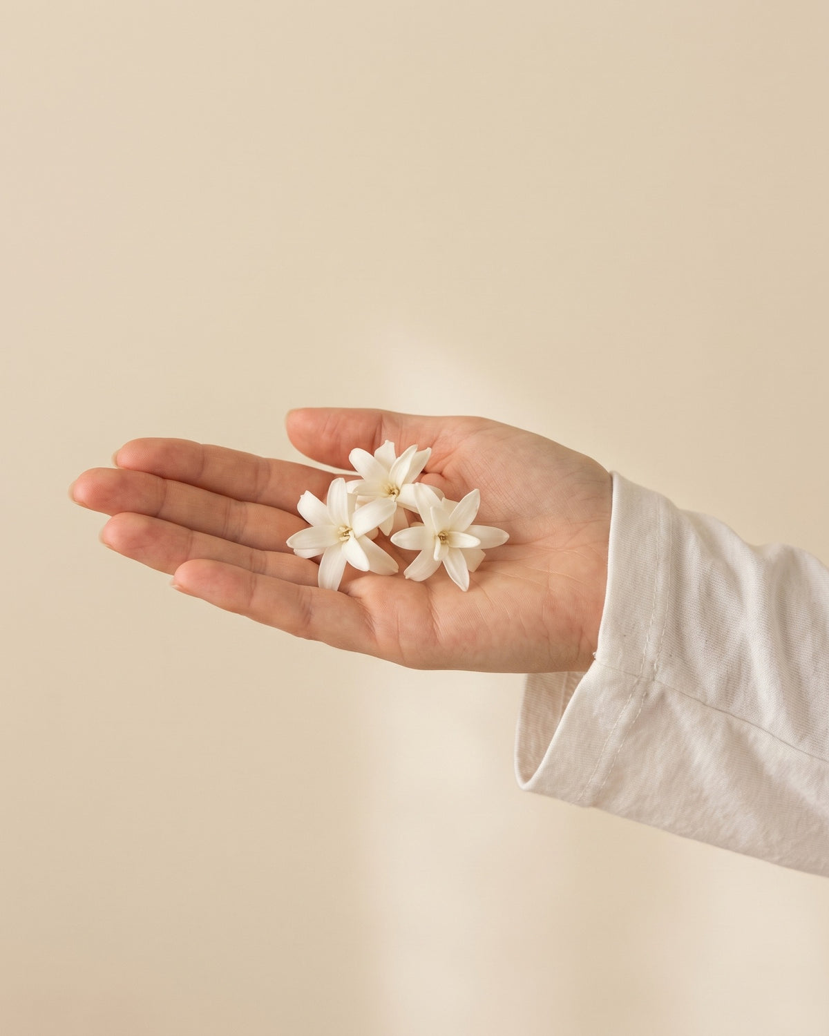Flores de nardo preservadas blancas, unas cabezas en la palma de la mano para ver su tamaño real