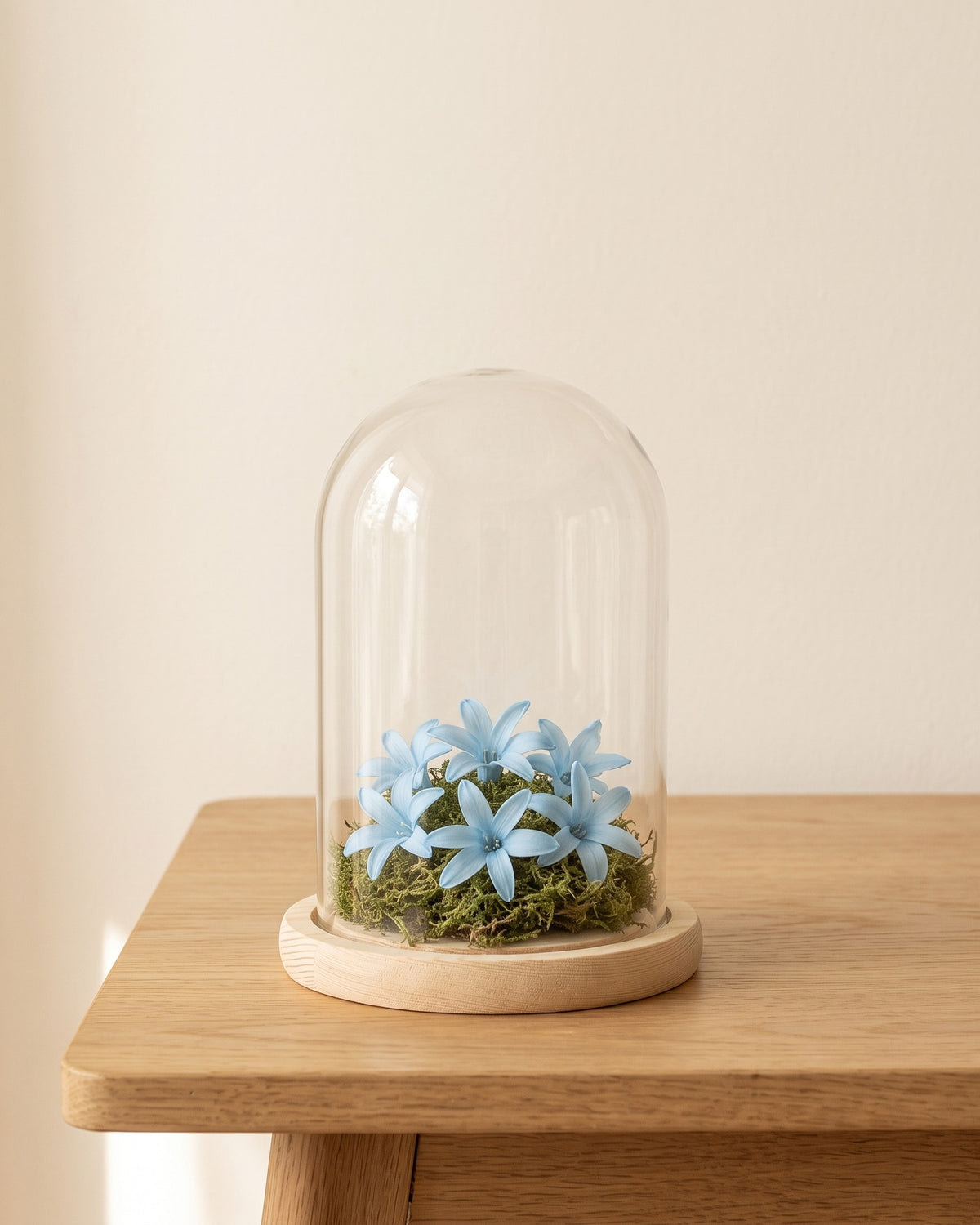 Flores de nardo preservadas celestes en una cúpula, ambientadas. Cúpula no incluida.