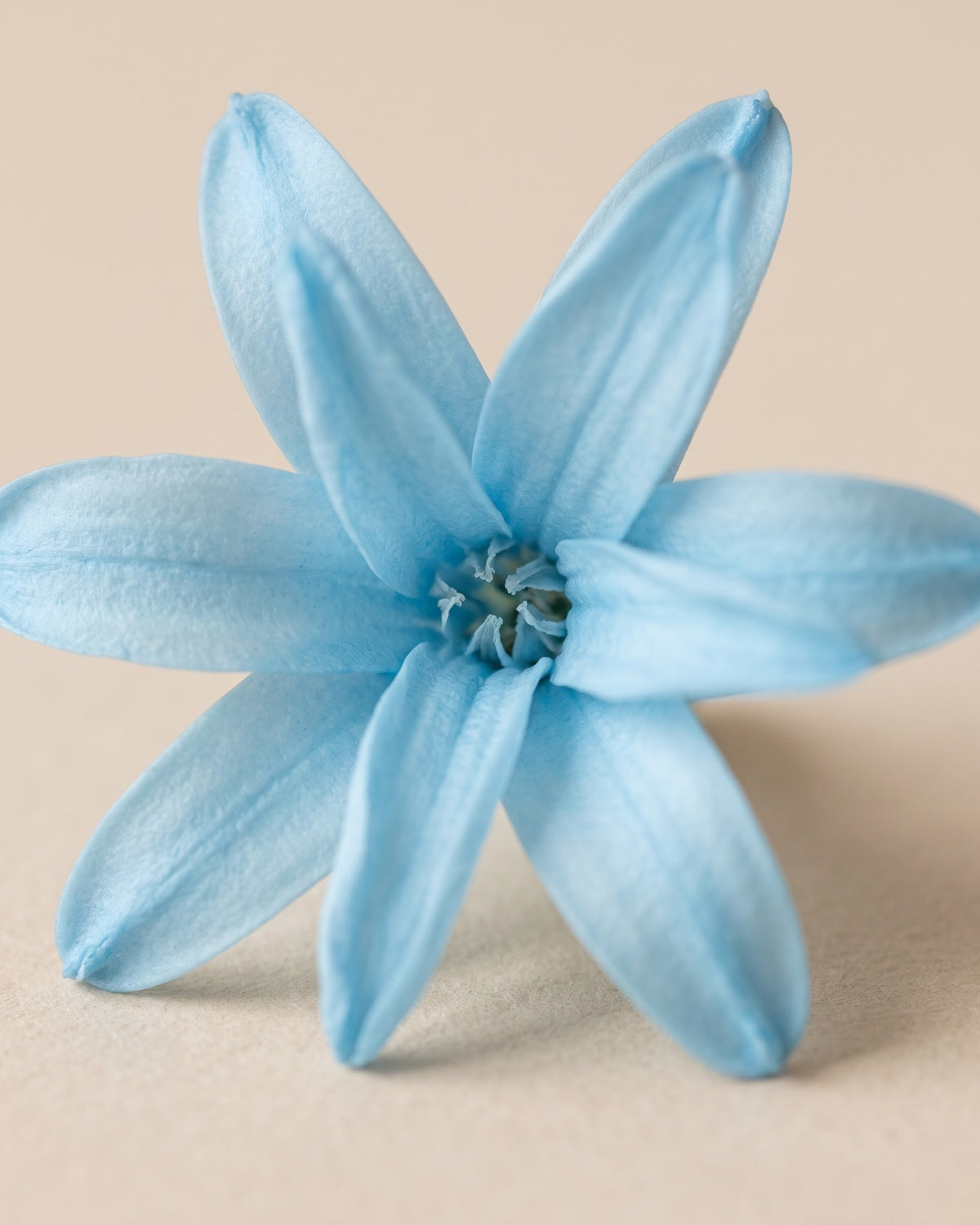 Detalle de los pétalos de una flor de nardo preservada celeste