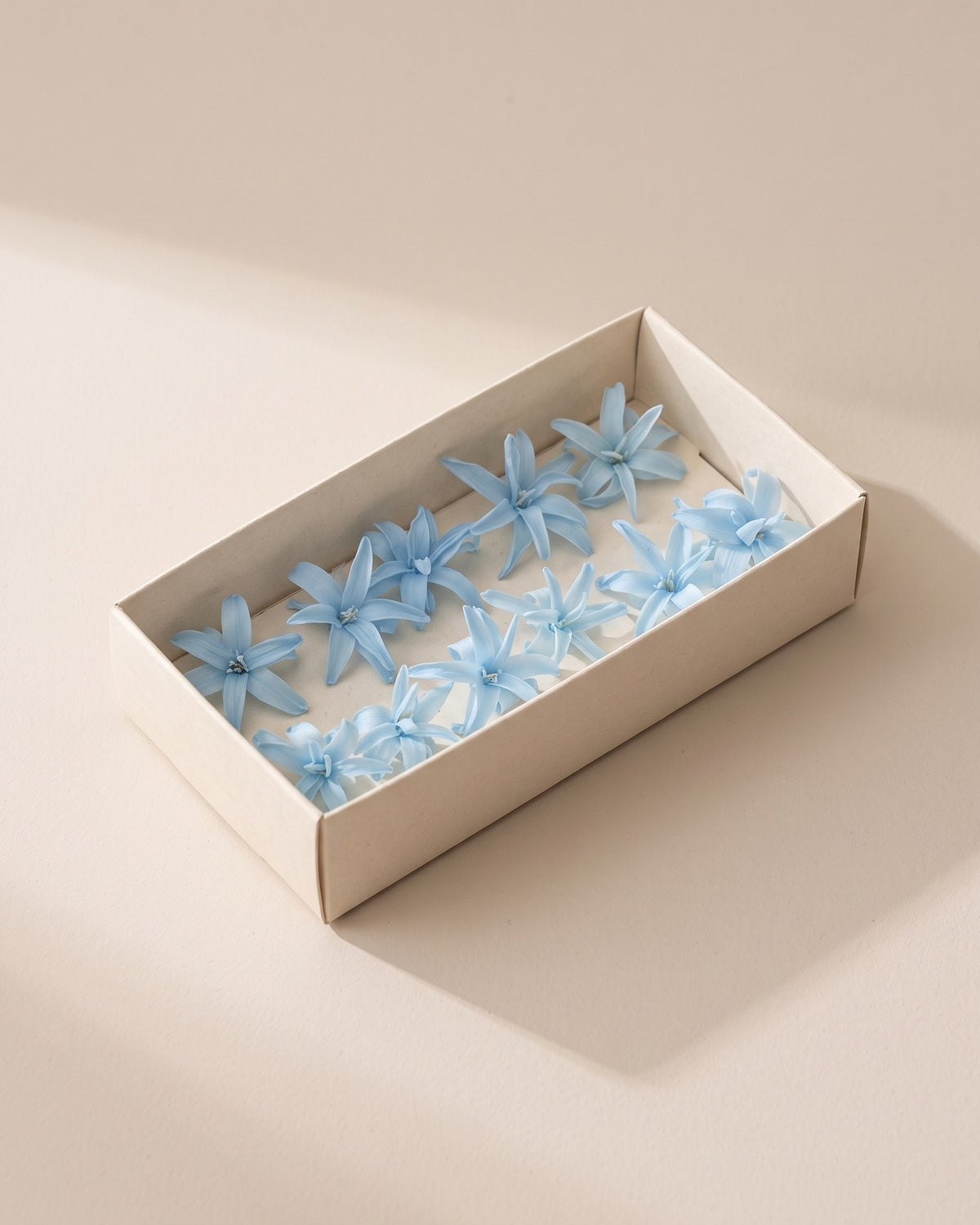 Flores de nardo preservadas celestes, cabezas en una caja abierta