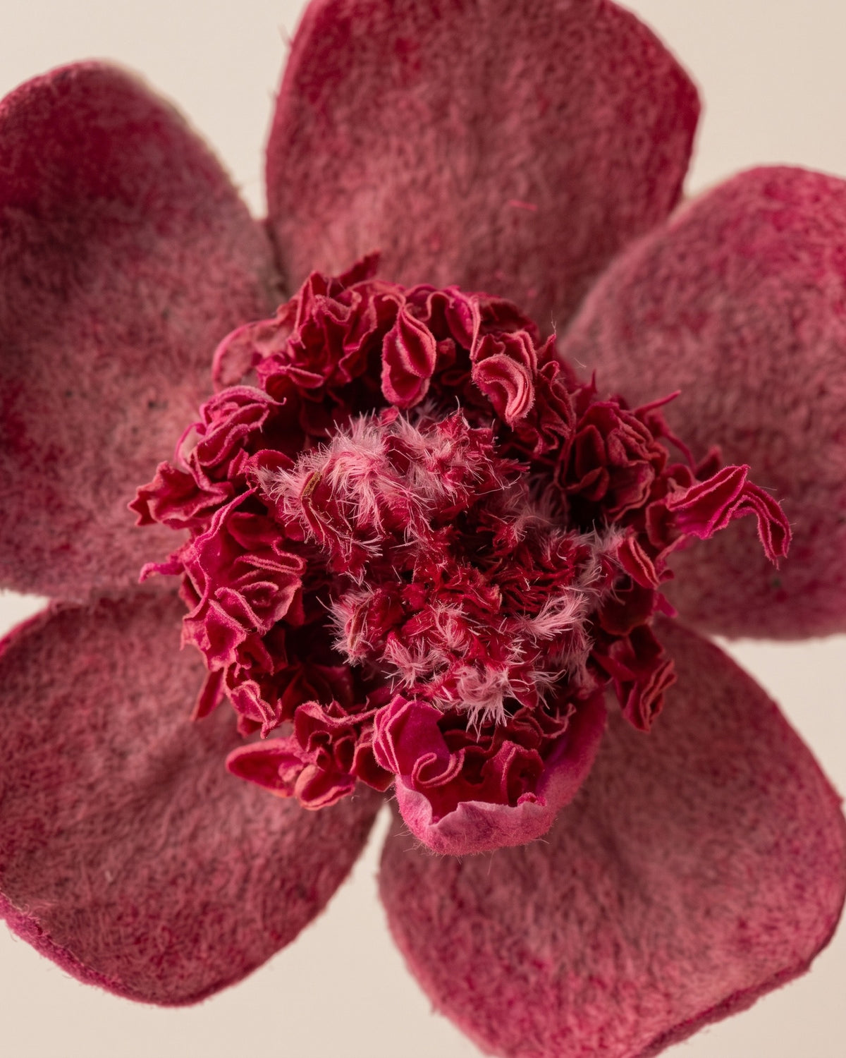 Detalle de los pétalos de una flor Myosotis preservada cereza