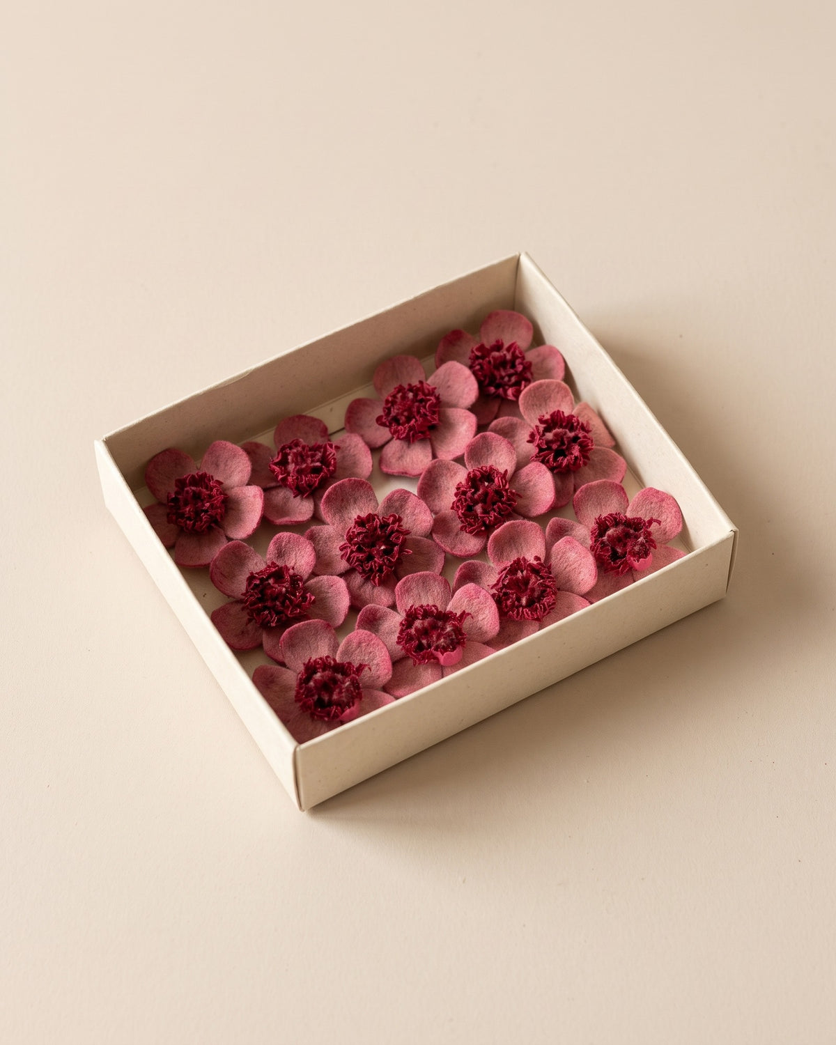 Flores Myosotis preservadas cereza, cabezas en una caja abierta