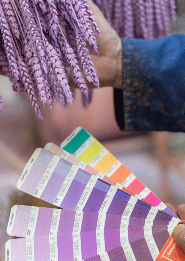 Gama de colores de flor seca