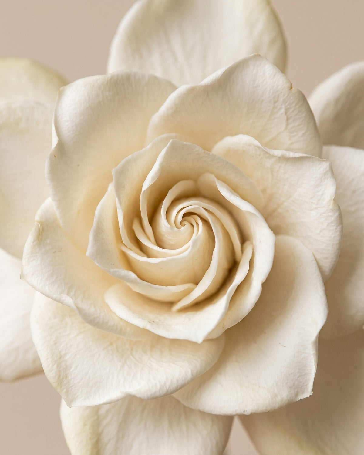 Detalle de los pétalos de una gardenia preservada blanca