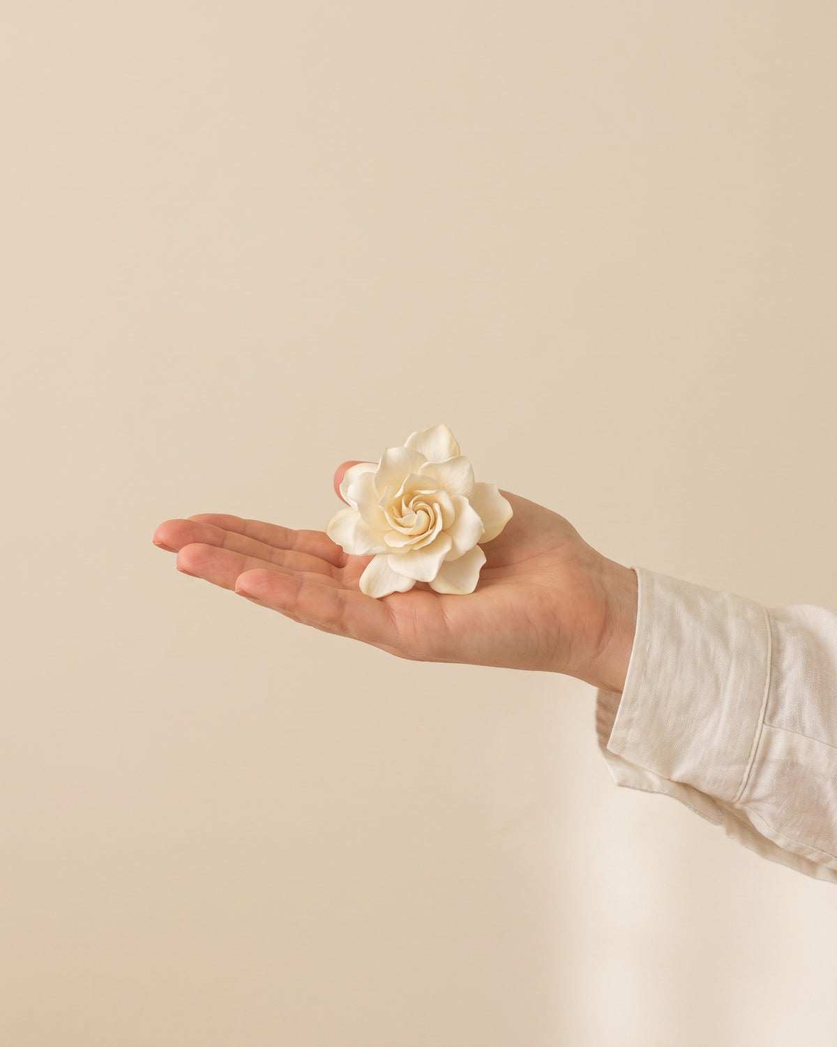 Gardenia preservada blanca, una cabeza en la palma de la mano para ver su tamaño real
