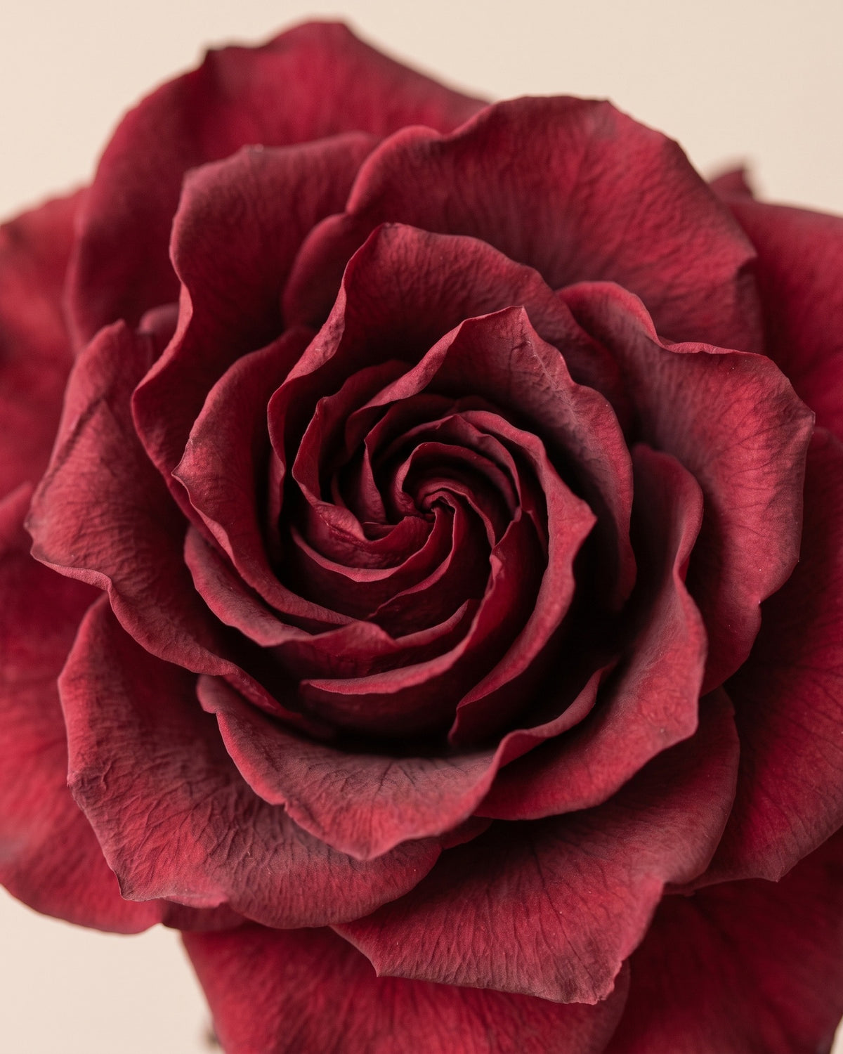 Detalle de los pétalos de una gardenia preservada burdeos